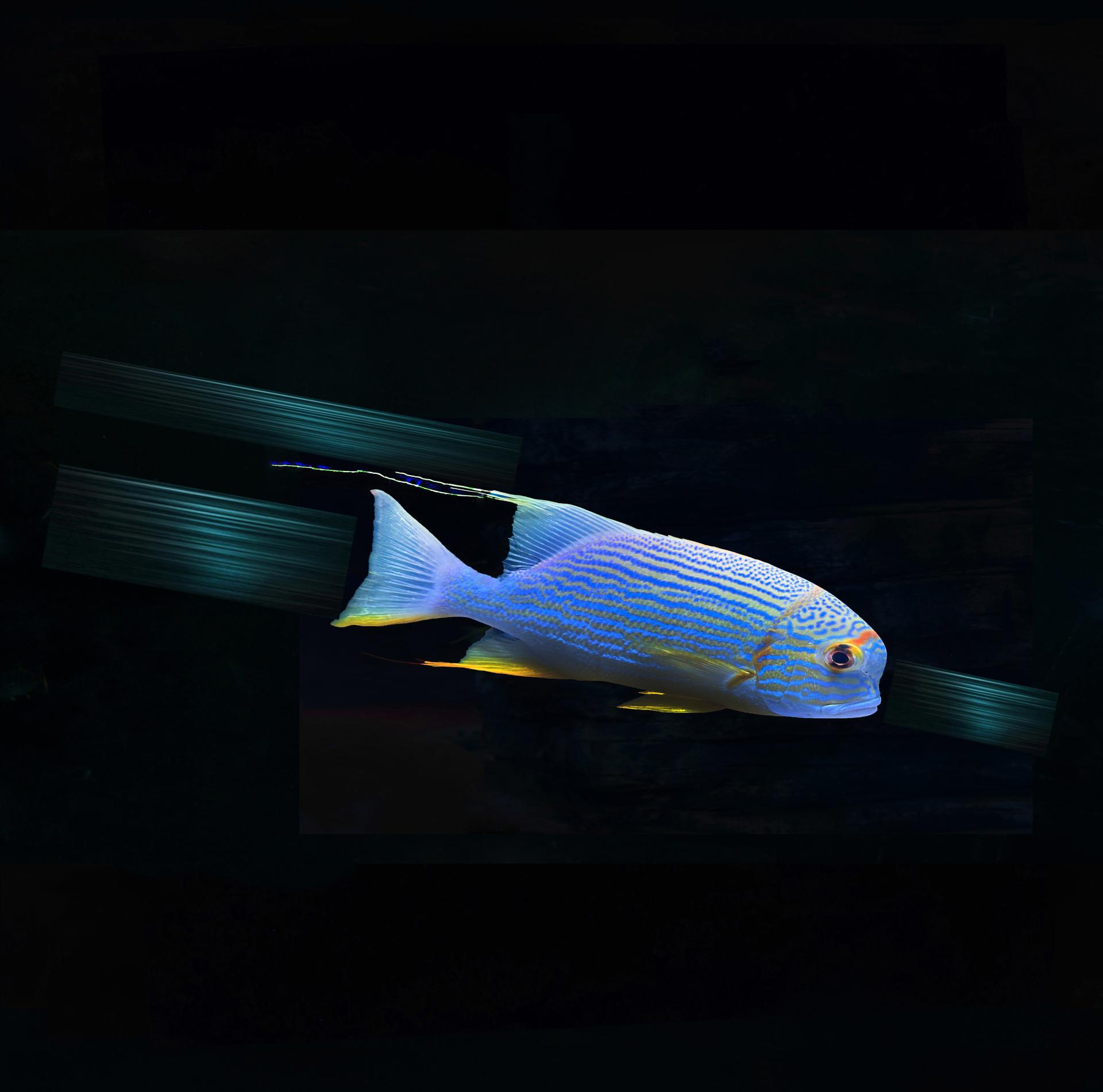 Global Photography Awards Winner - The trail of a Fish