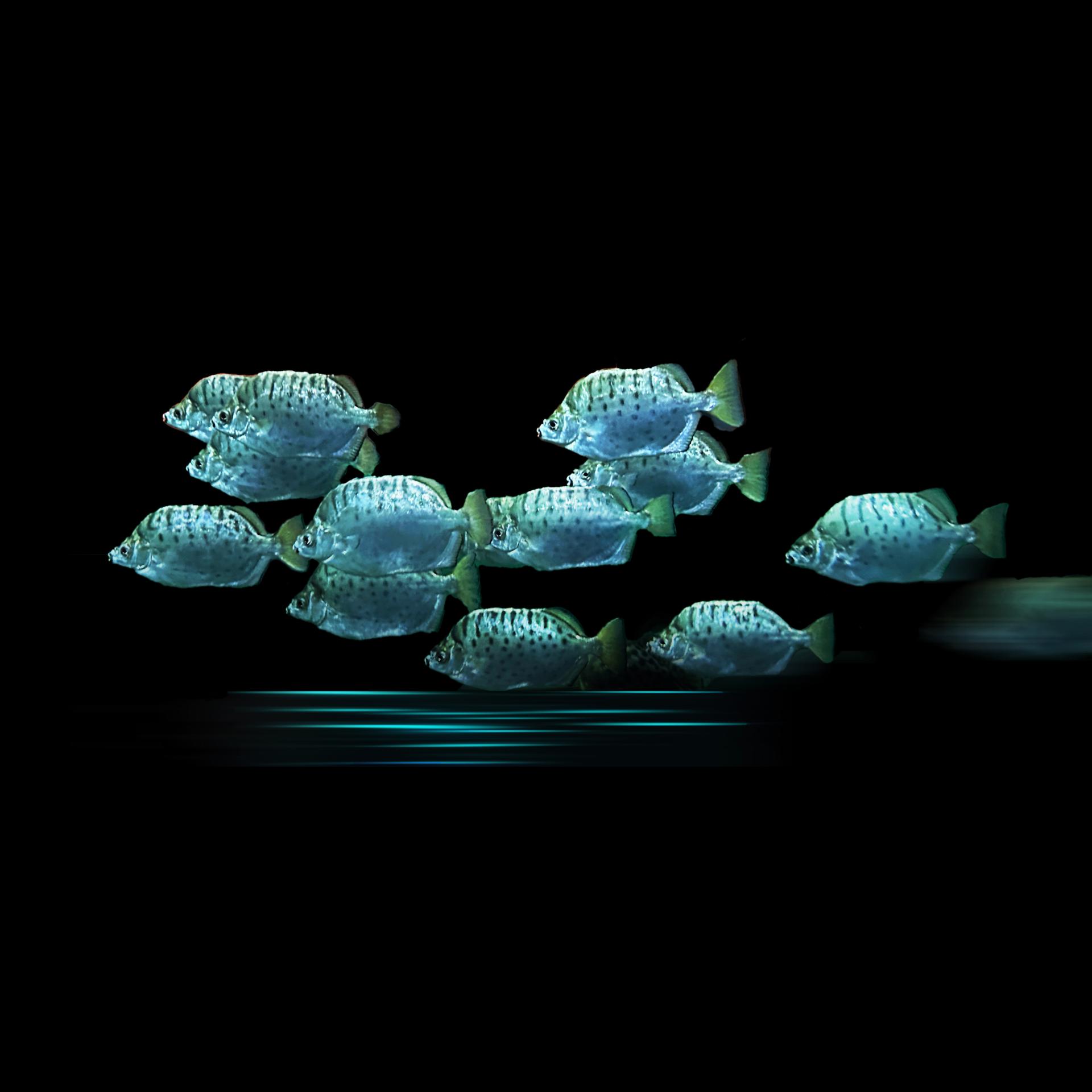 Global Photography Awards Winner - The trail of a Fish