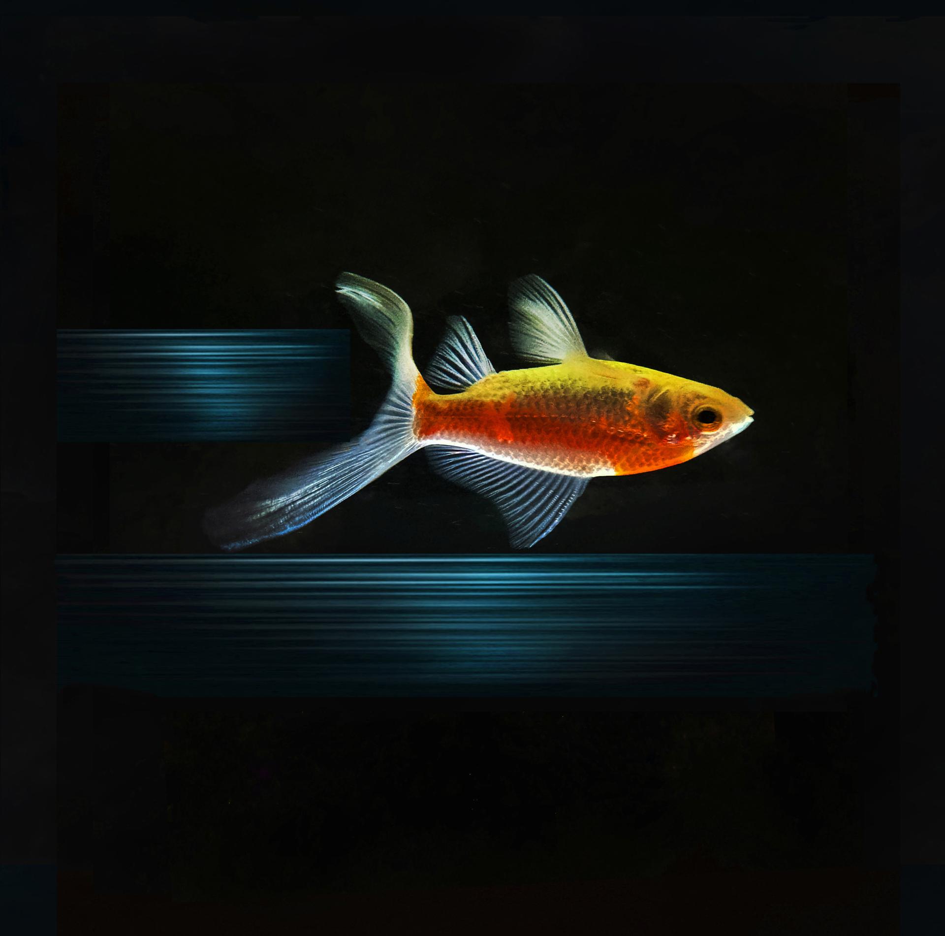 Global Photography Awards Winner - The trail of a Fish