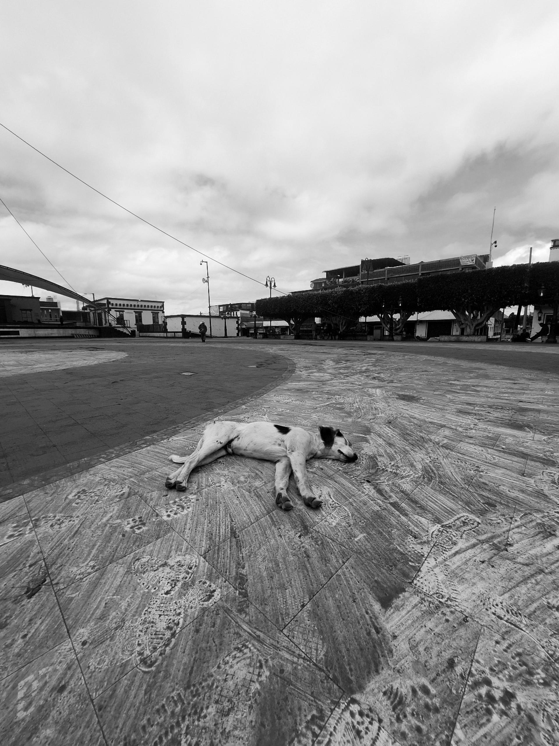 Global Photography Awards Winner - Los animales 