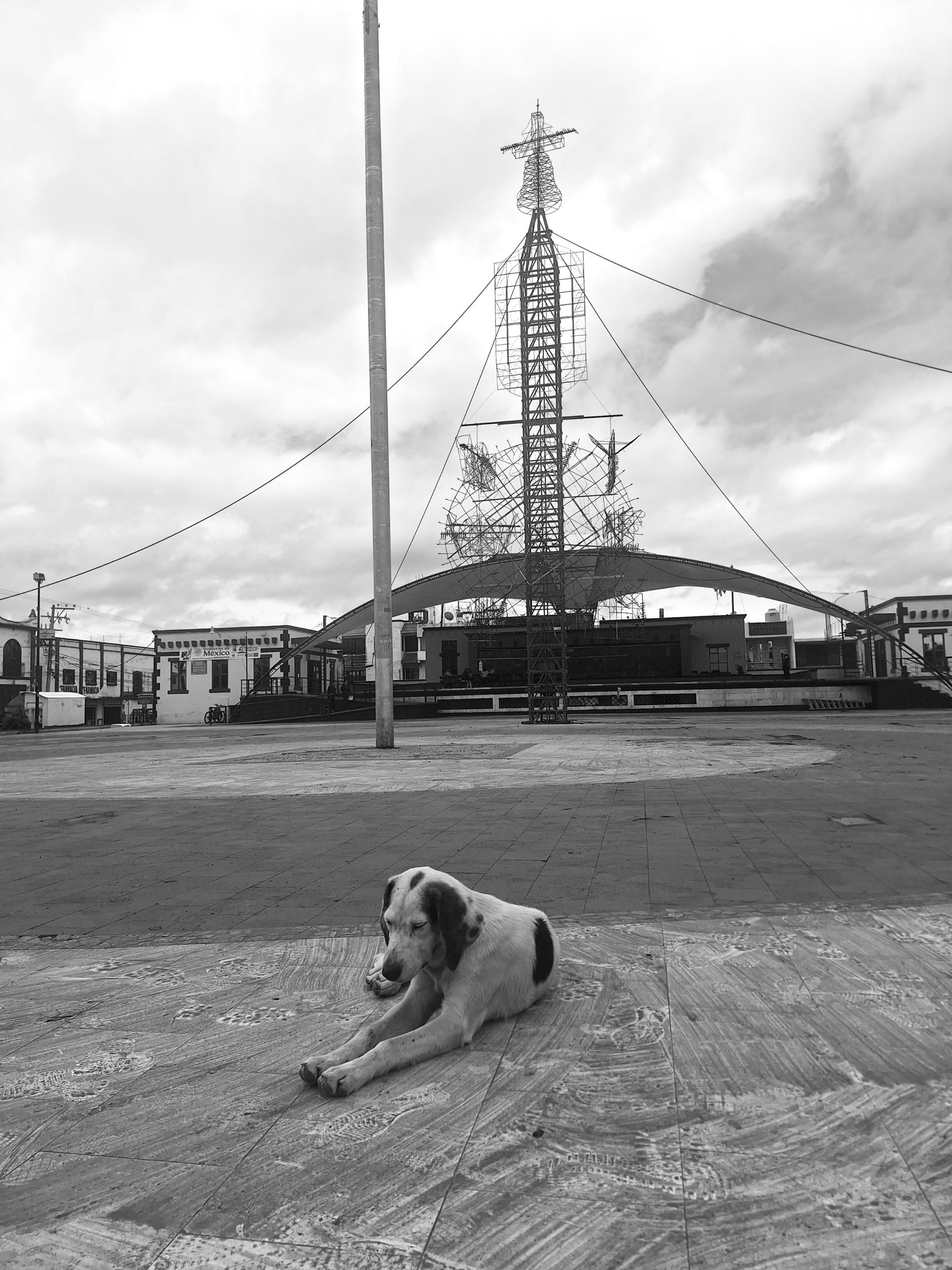Global Photography Awards Winner - Los animales 