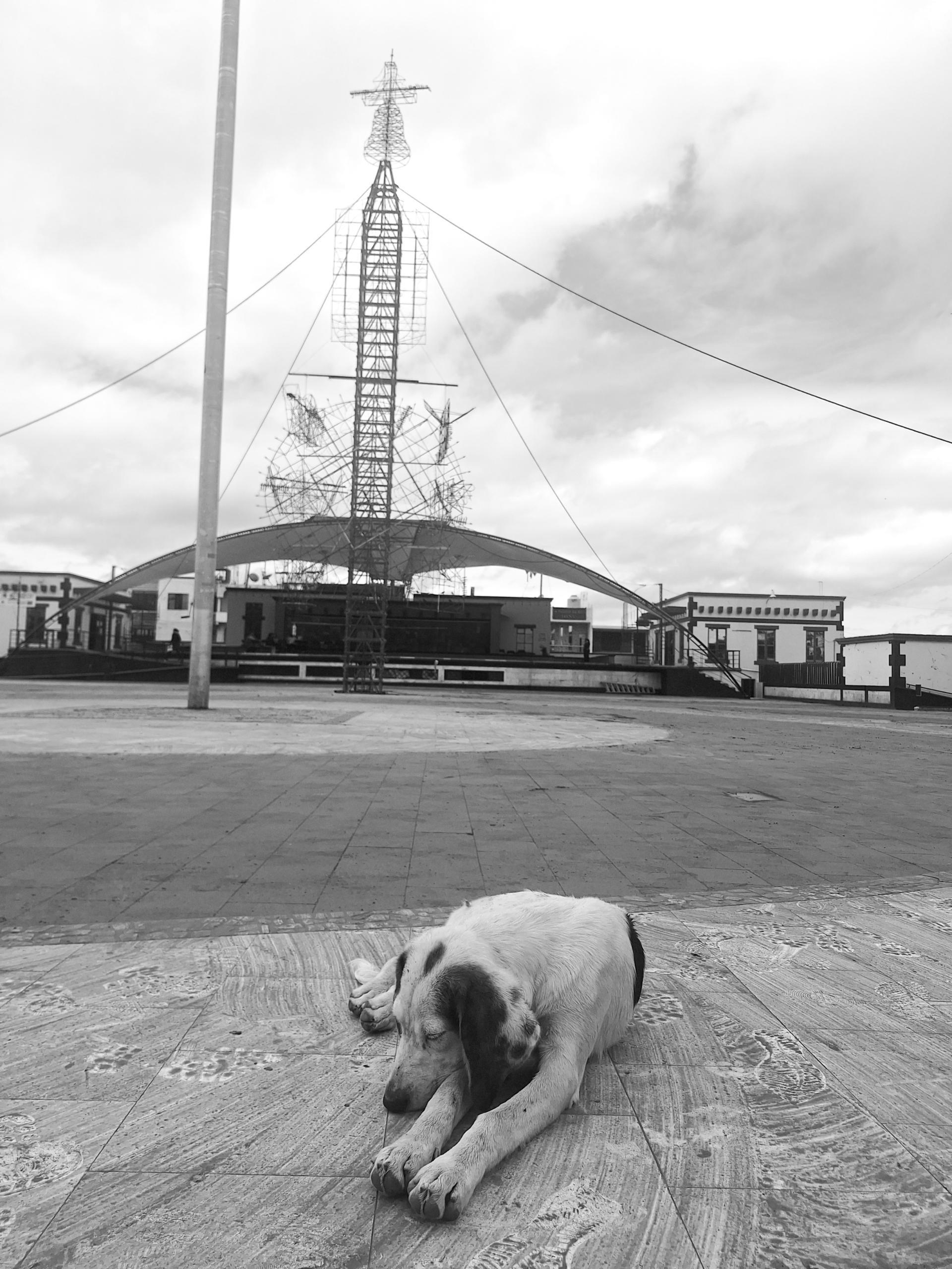 Global Photography Awards Winner - Los animales 