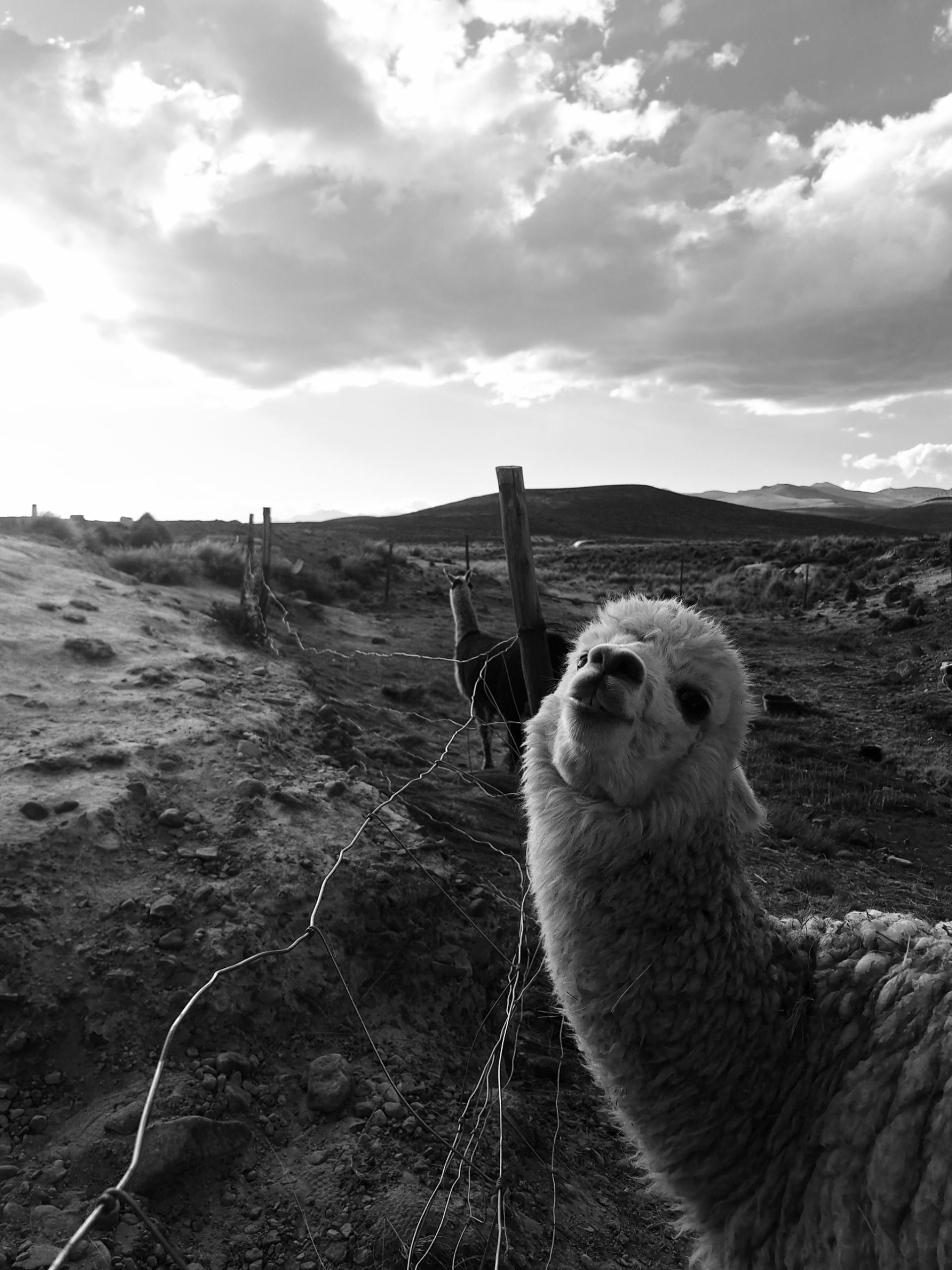 Global Photography Awards Winner - Los animales 