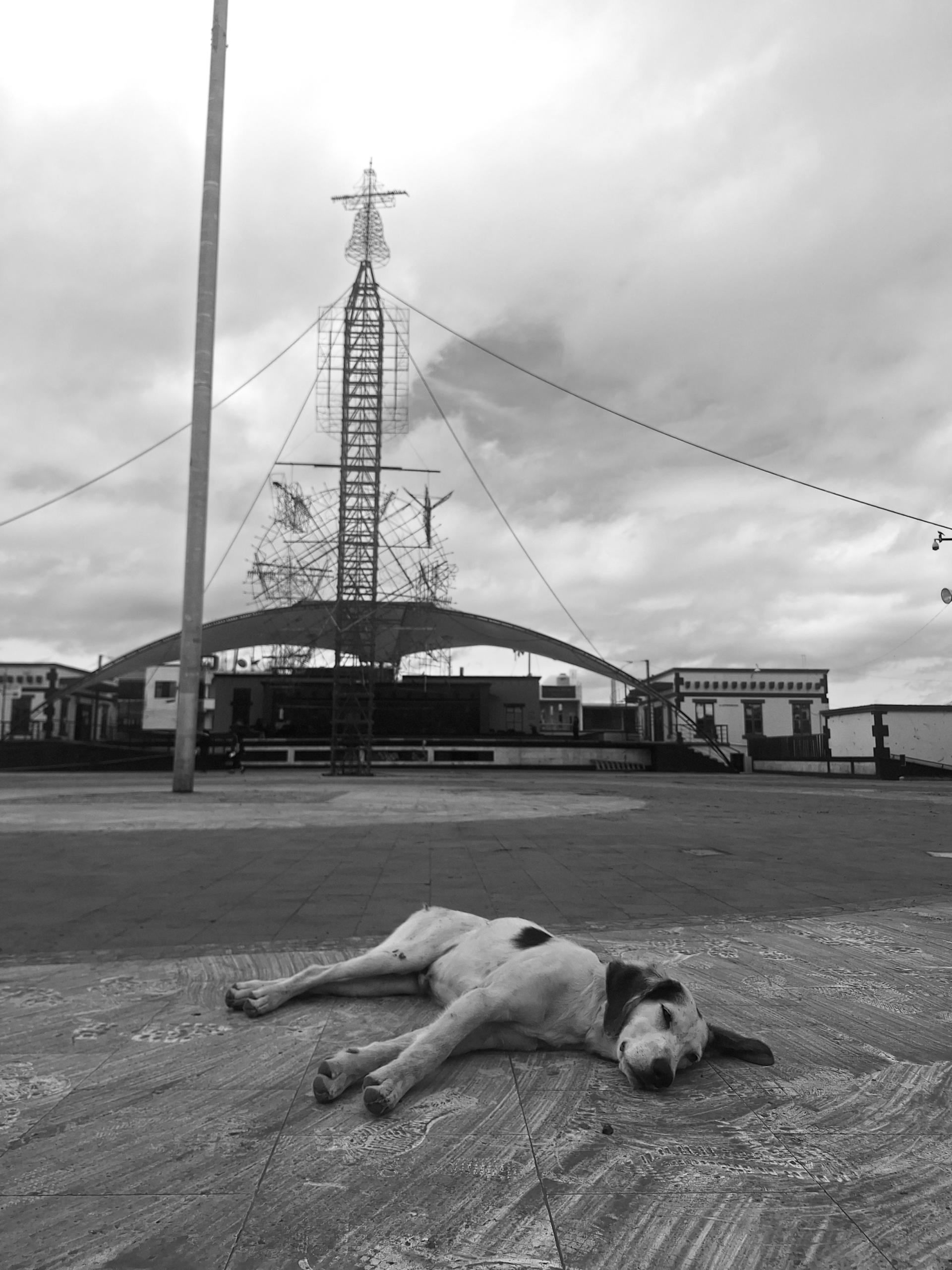 Global Photography Awards Winner - Los animales 