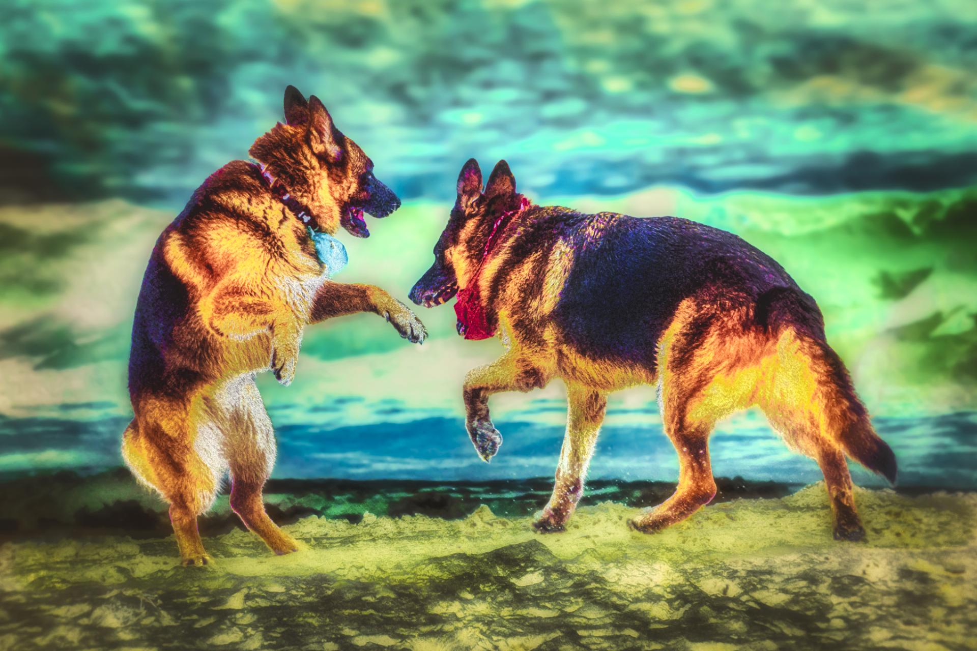 Global Photography Awards Winner - Dogs at the Beach
