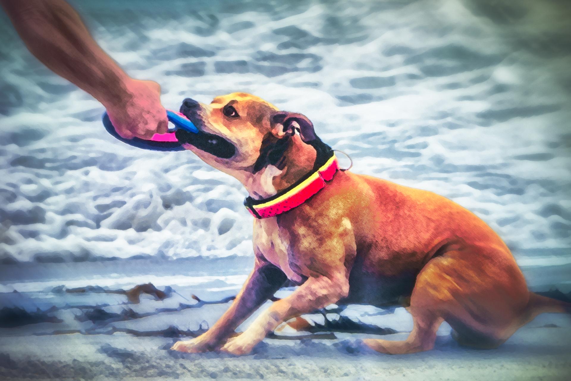 Global Photography Awards Winner - Dogs at the Beach
