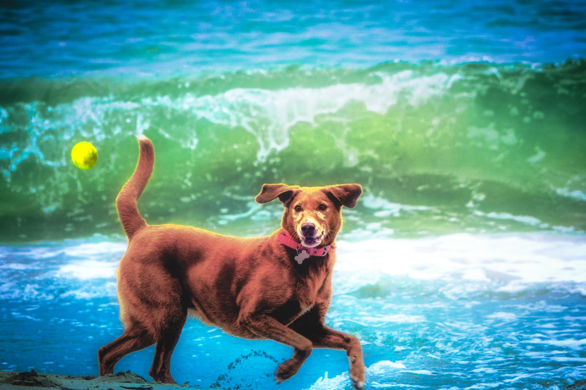 Global Photography Awards Winner - Dogs at the Beach