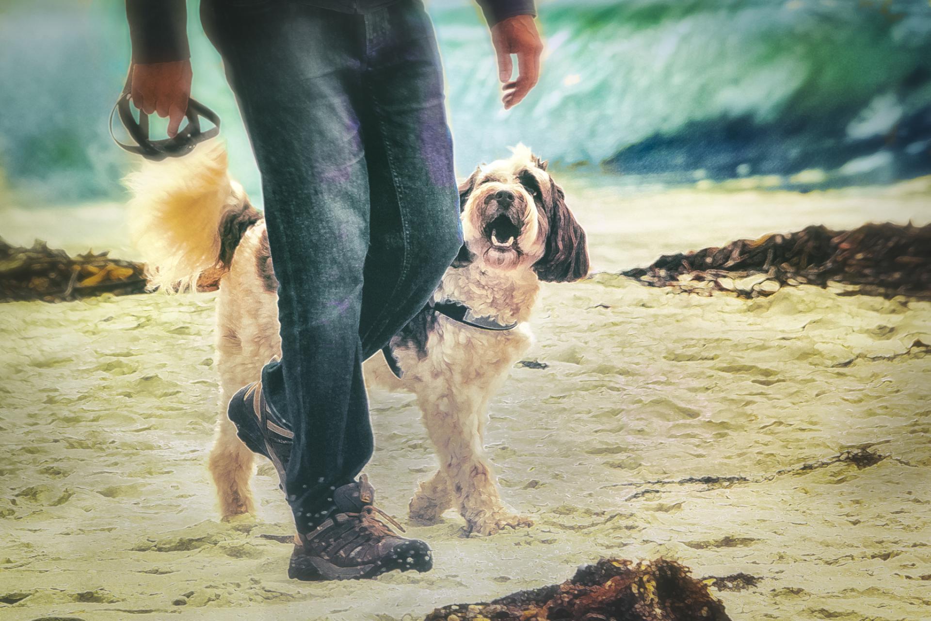 Global Photography Awards Winner - Dogs at the Beach