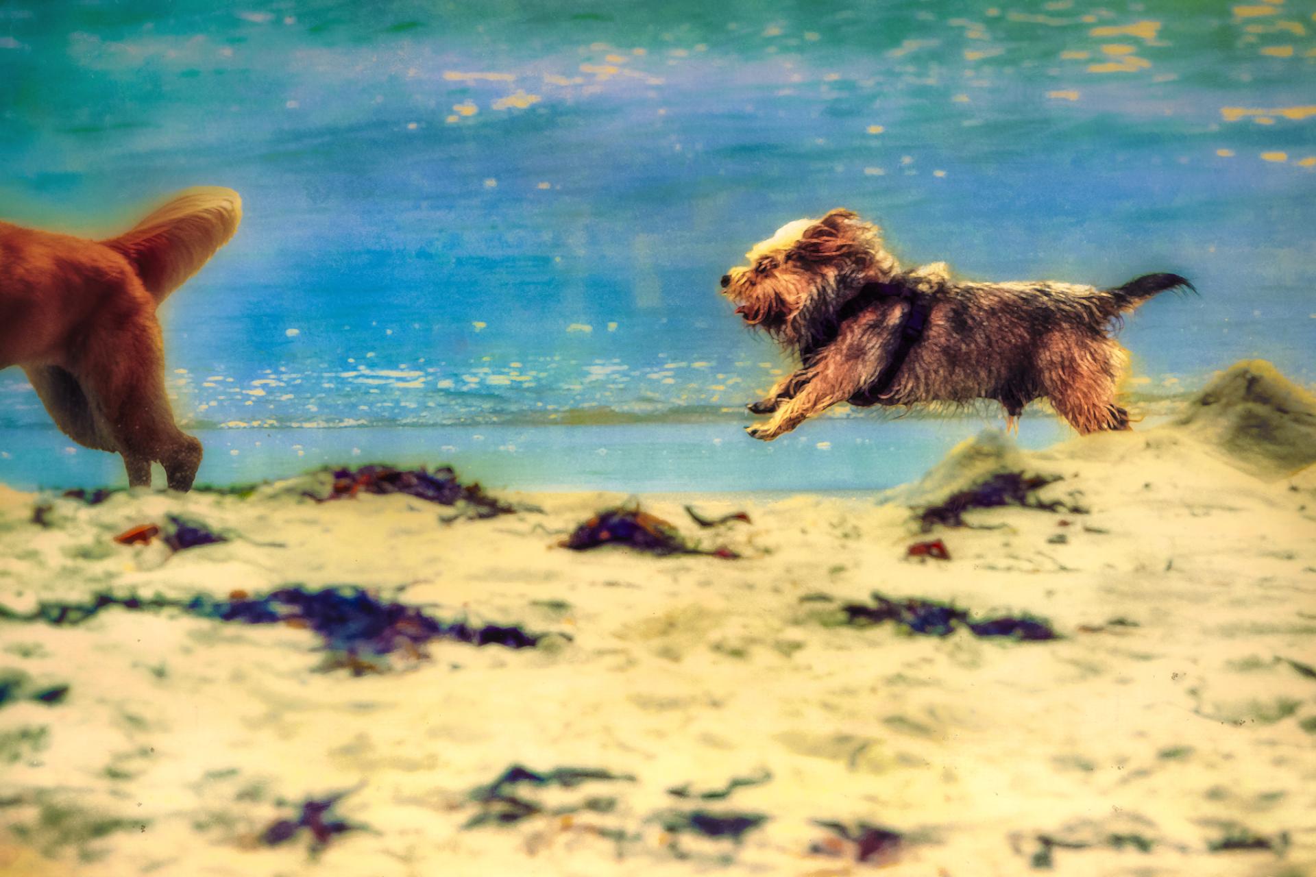 Global Photography Awards Winner - Dogs at the Beach