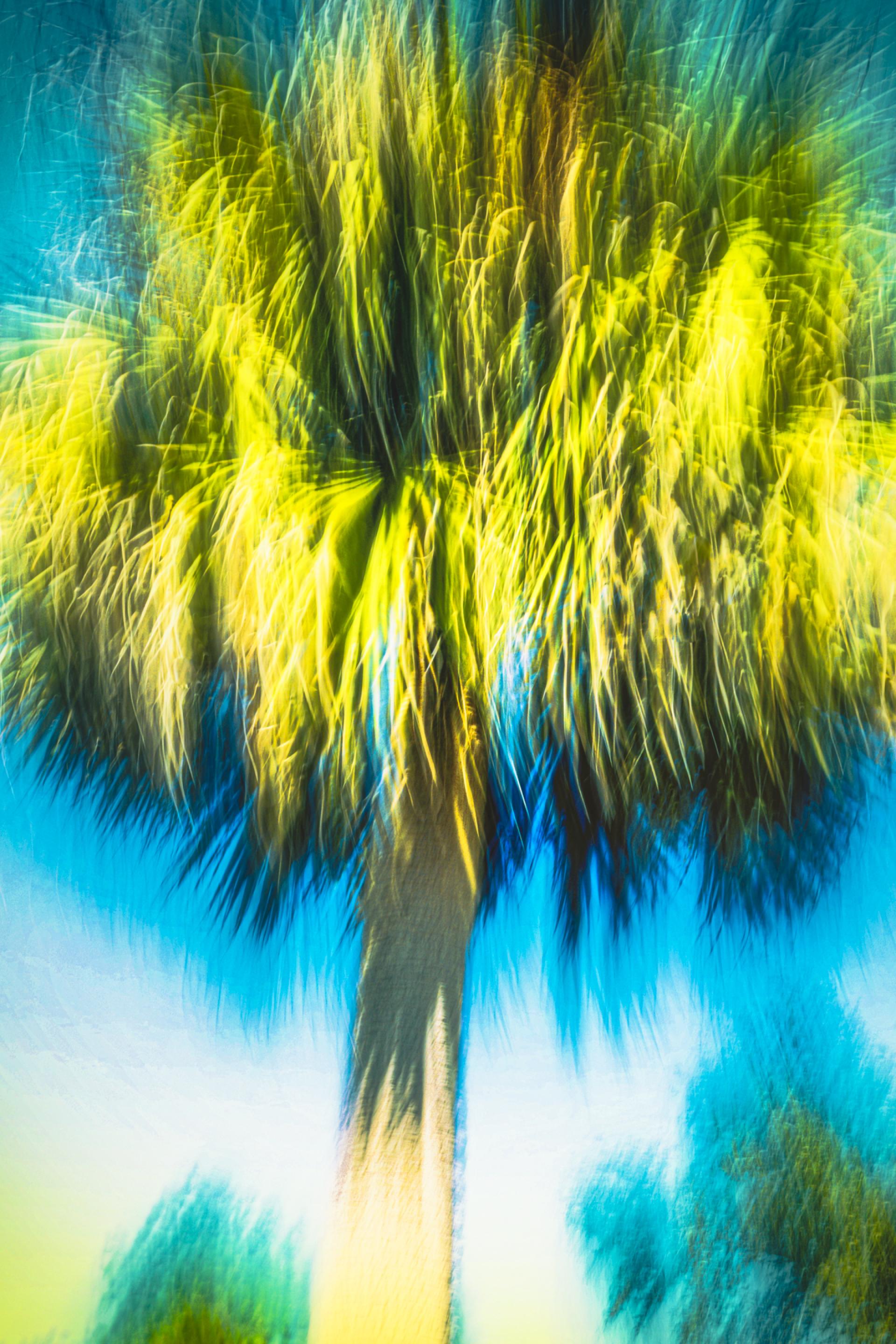 Global Photography Awards Winner - Arecoid