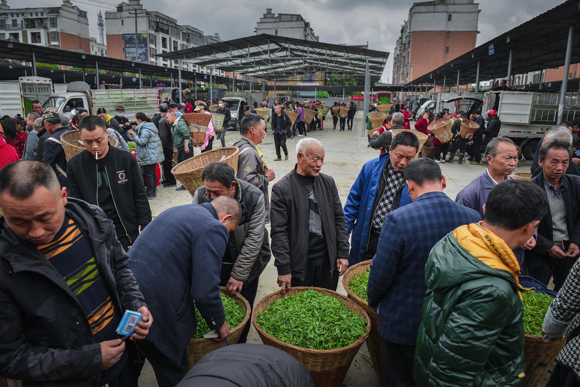 Global Photography Awards Winner - Spring Tea Arrives