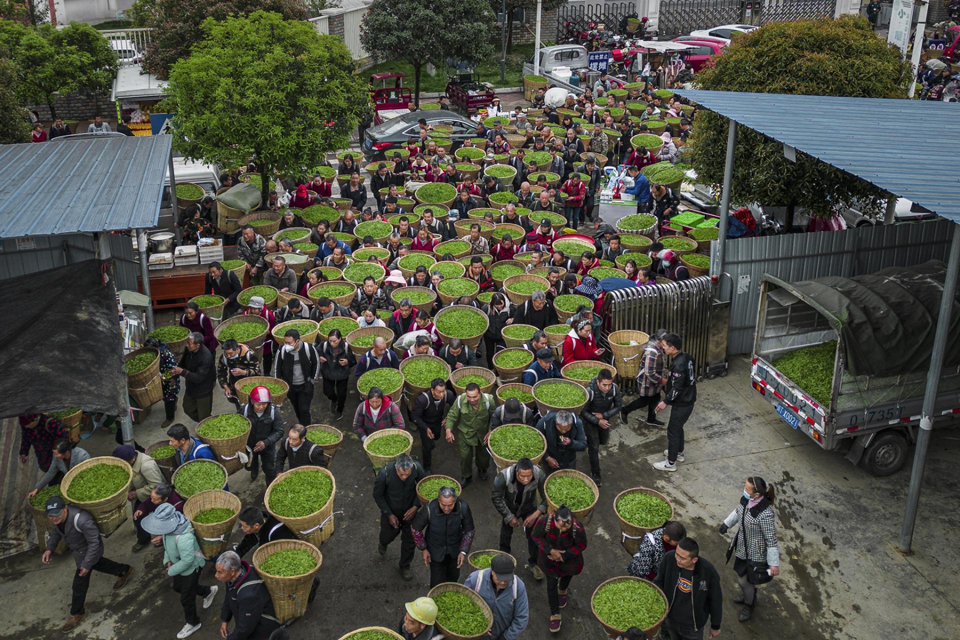 Global Photography Awards Winner - Spring Tea Arrives