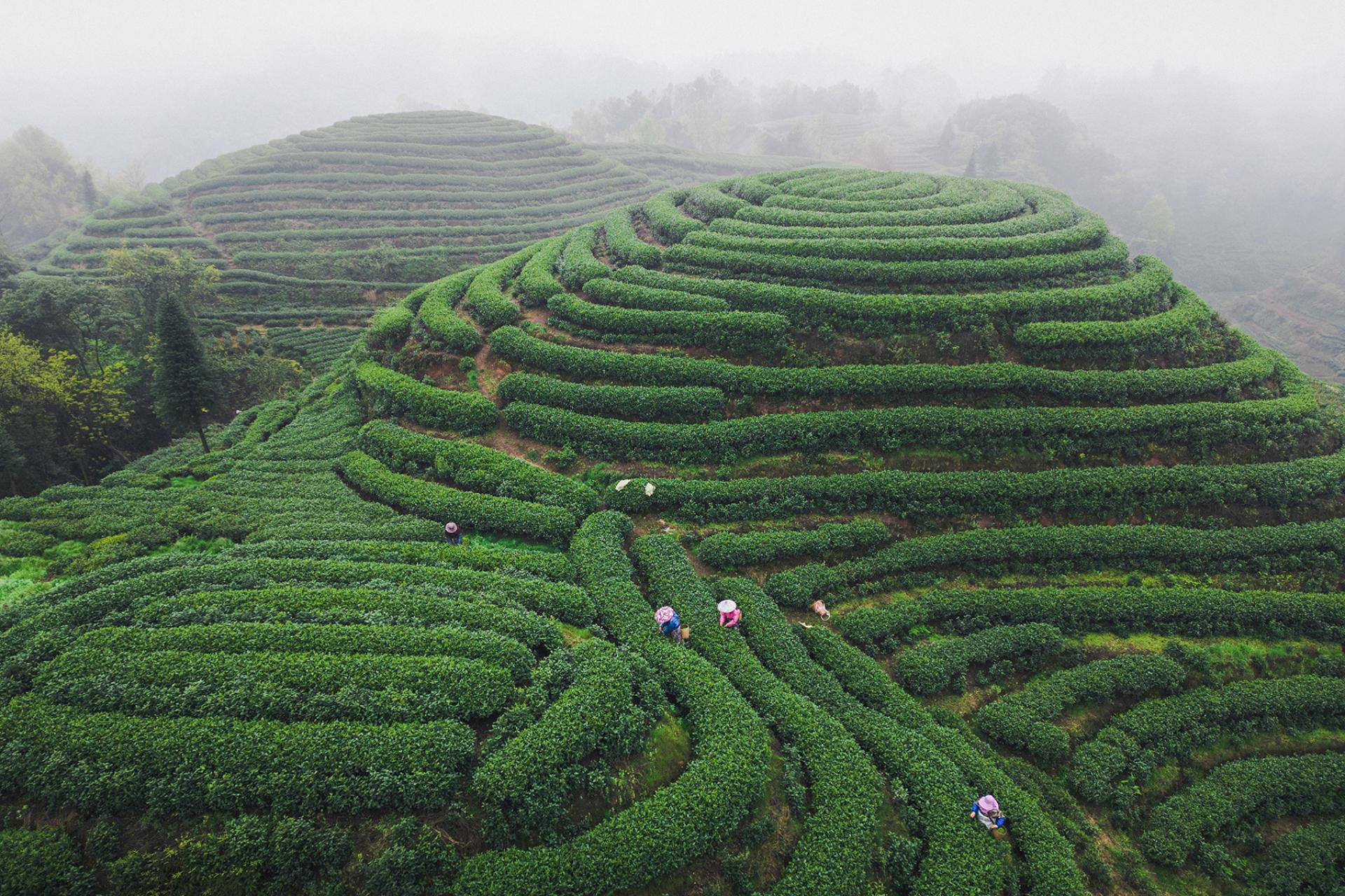 Global Photography Awards Winner - Spring Tea Arrives