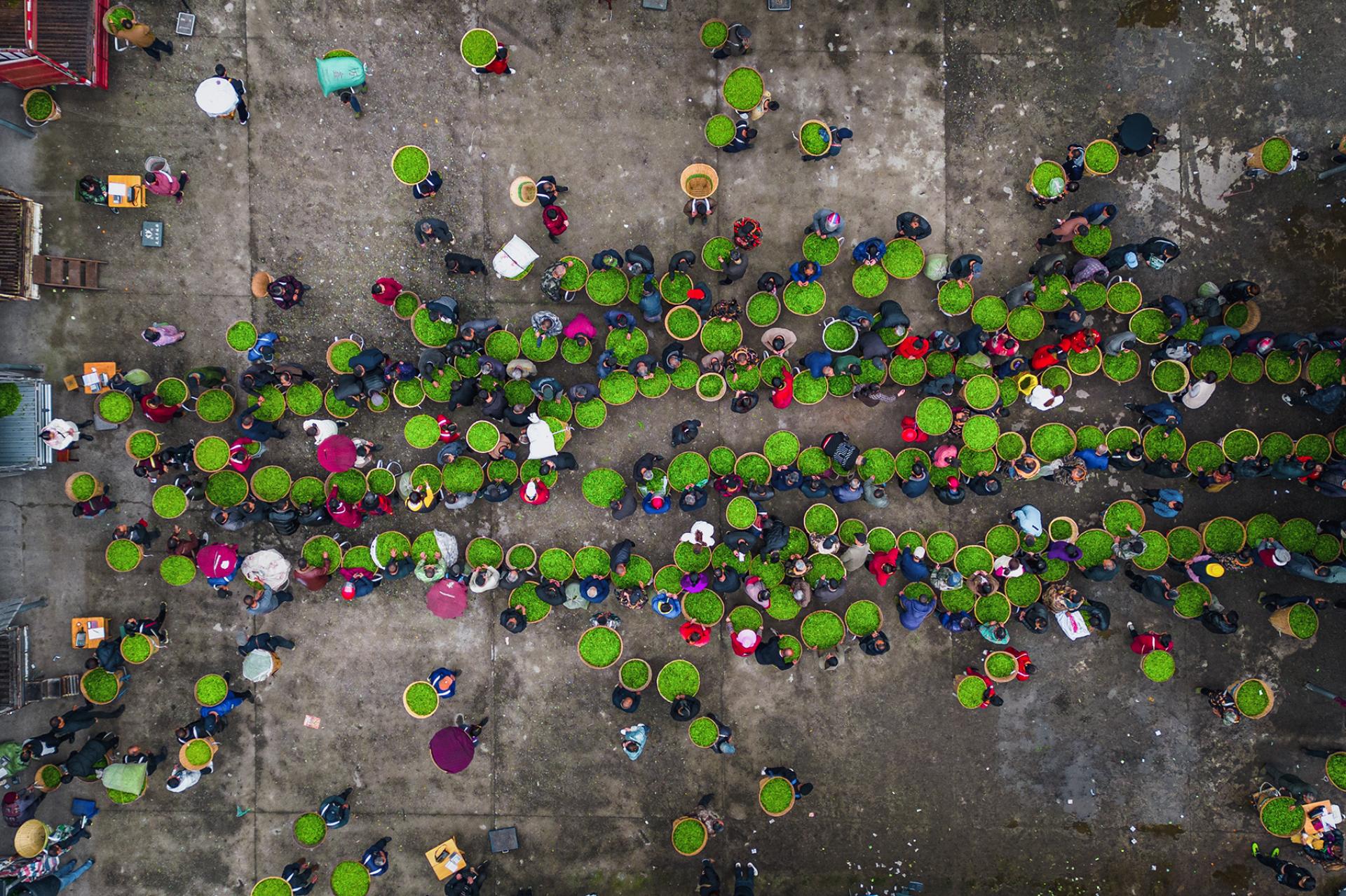 Global Photography Awards Winner - Spring Tea Arrives