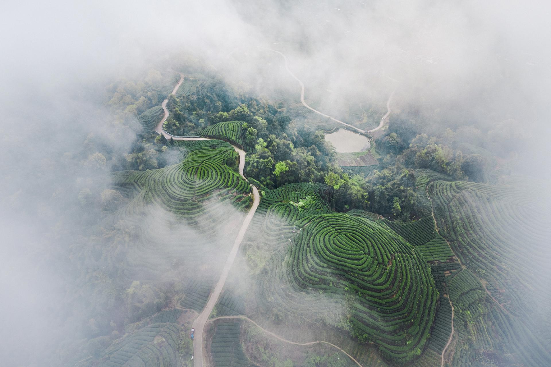 Global Photography Awards Winner - Spring Tea Arrives