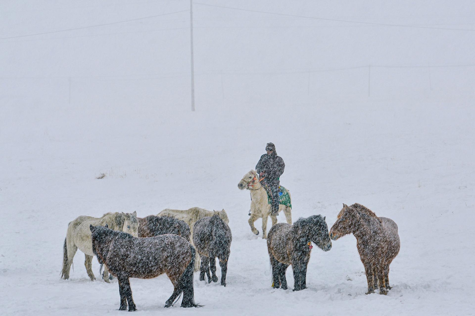 Global Photography Awards Winner - Blizzard Homeward