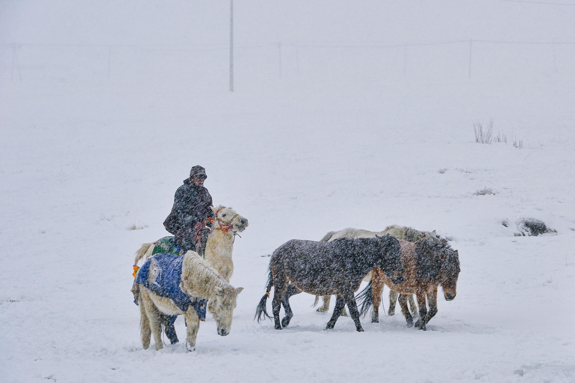 Global Photography Awards Winner - Blizzard Homeward