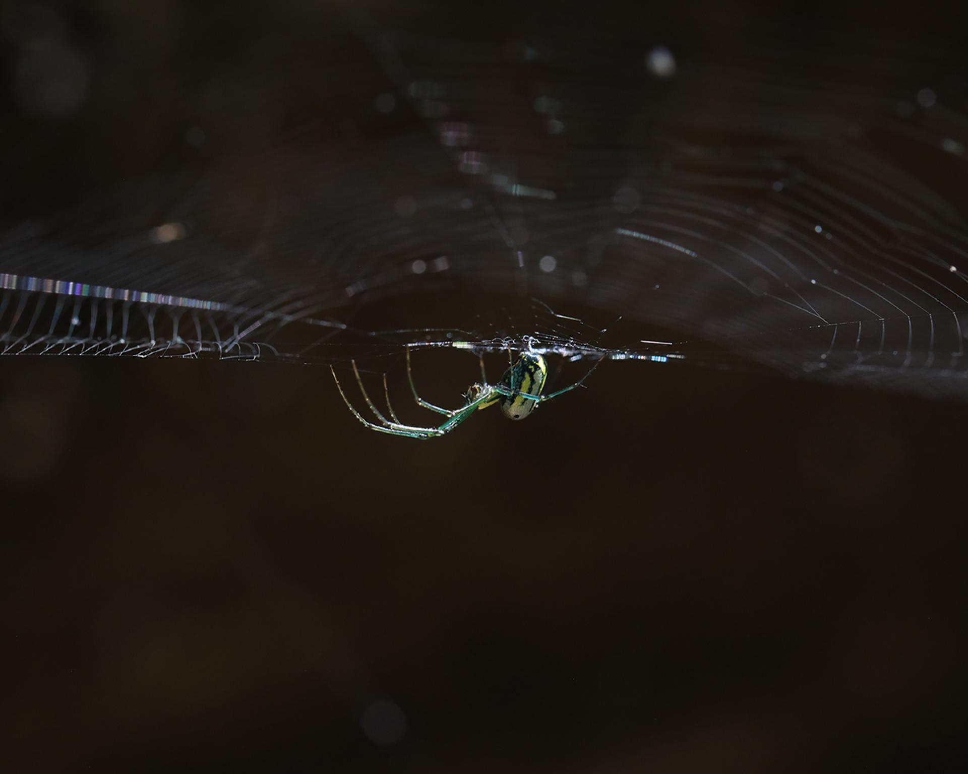 Global Photography Awards Winner - Green Spider's Web