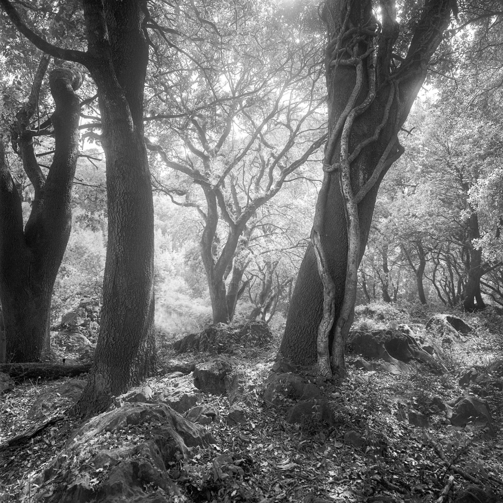 Global Photography Awards Winner - PRINCIPALITY OF ASTURIAS NATURAL PARKS (NW SPAIN)