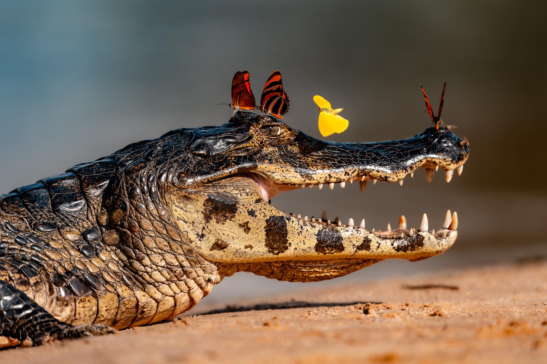 Global Photography Awards Winner - Fragile Truce