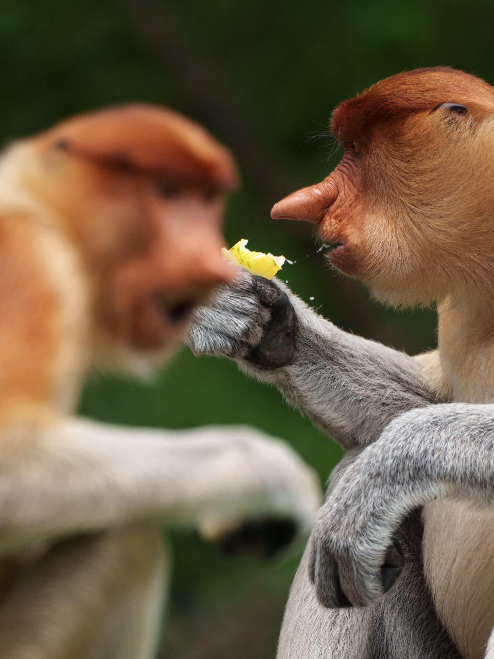 Global Photography Awards Winner - Wonders of Borneo
