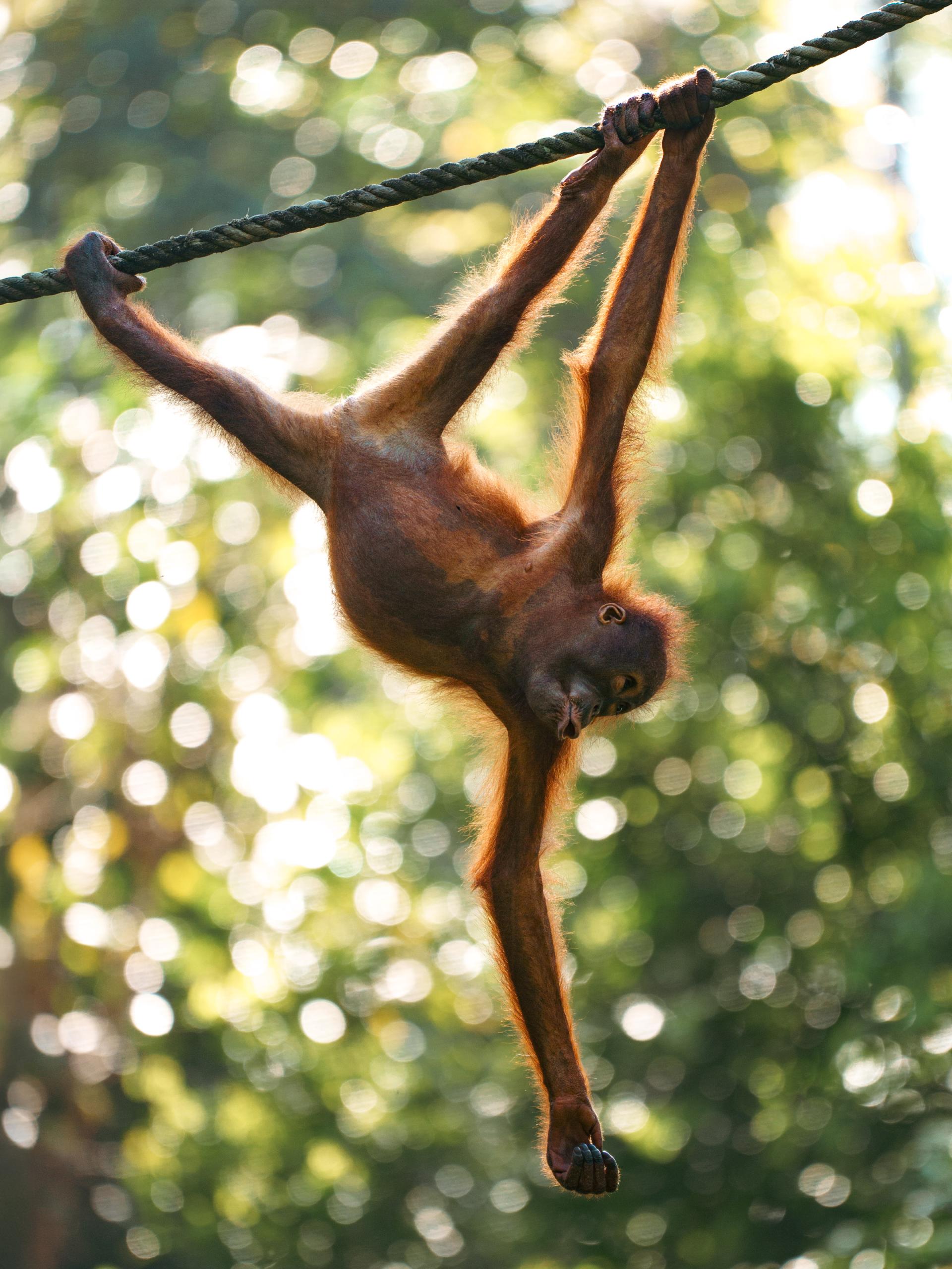 Global Photography Awards Winner - Wonders of Borneo