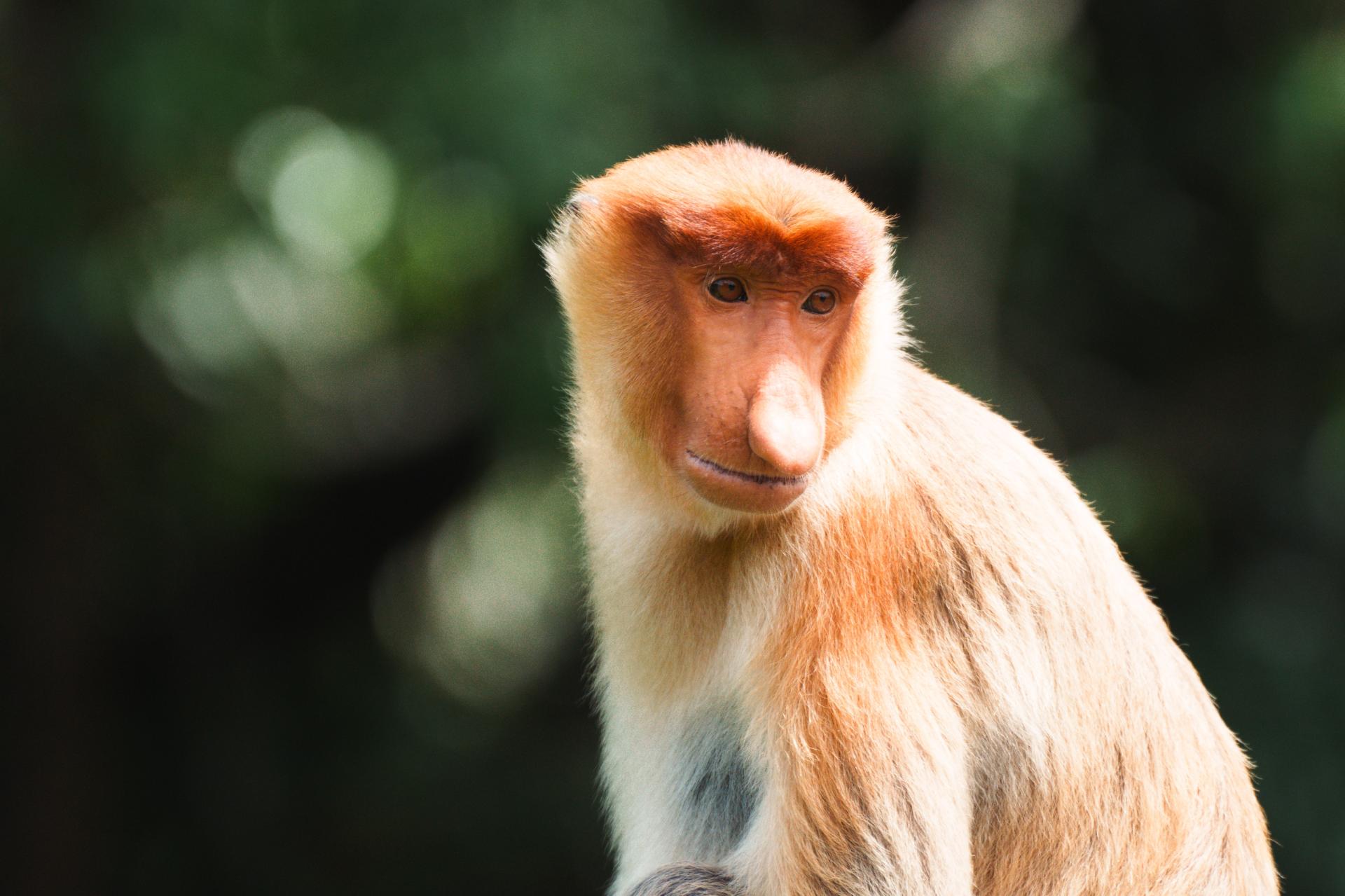 Global Photography Awards Winner - Wonders of Borneo