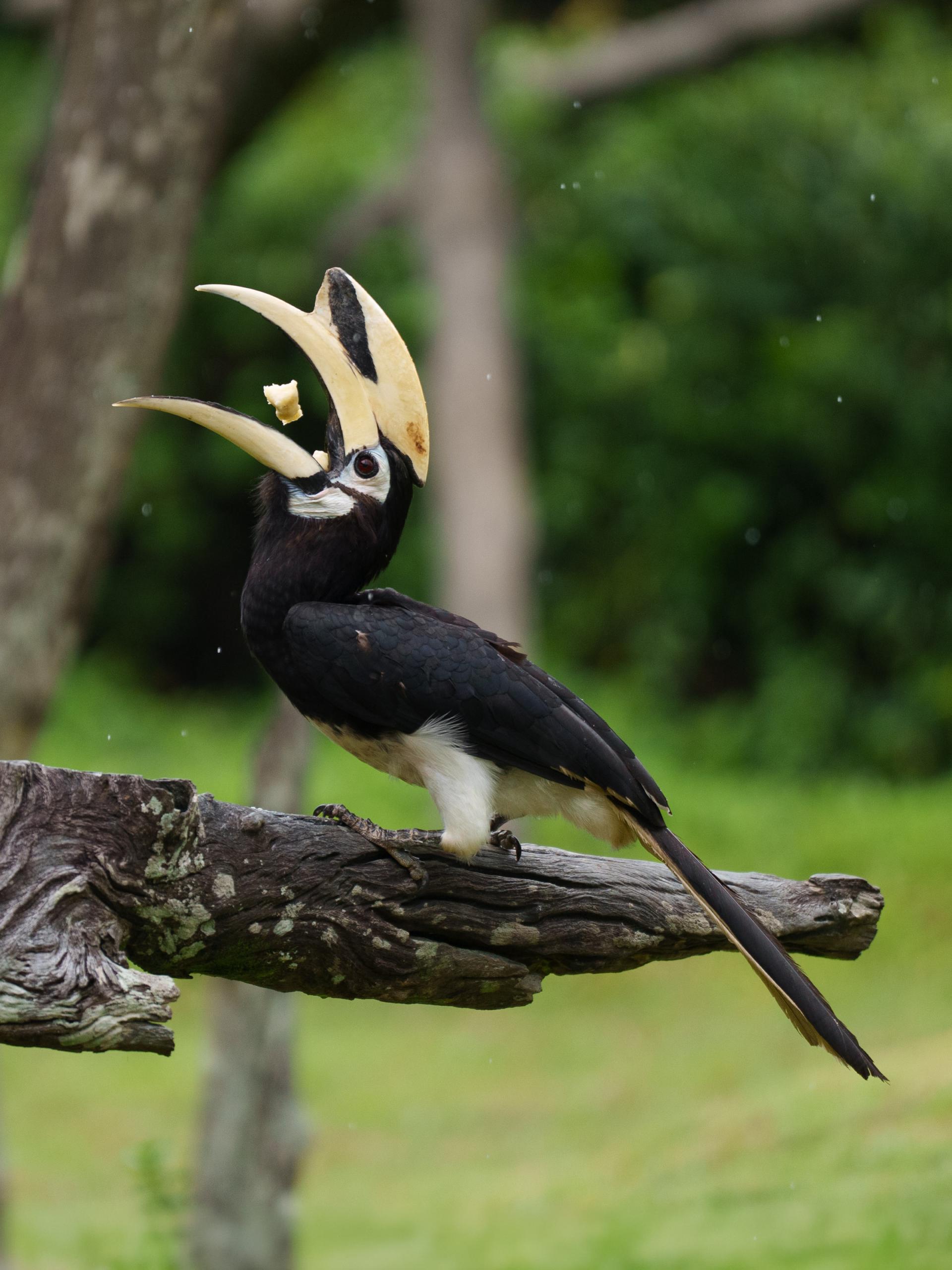 Global Photography Awards Winner - Wonders of Borneo