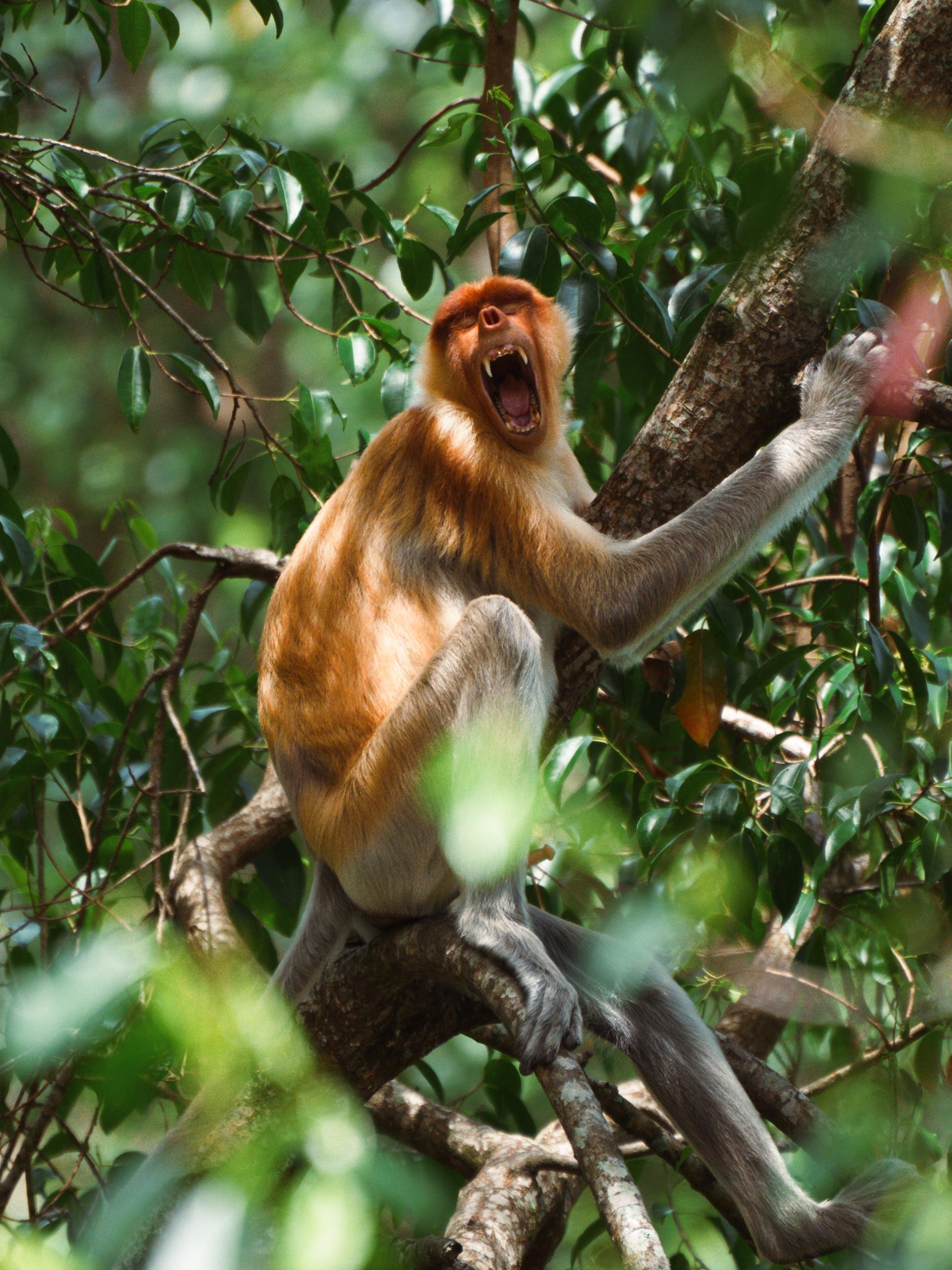 Global Photography Awards Winner - Wonders of Borneo