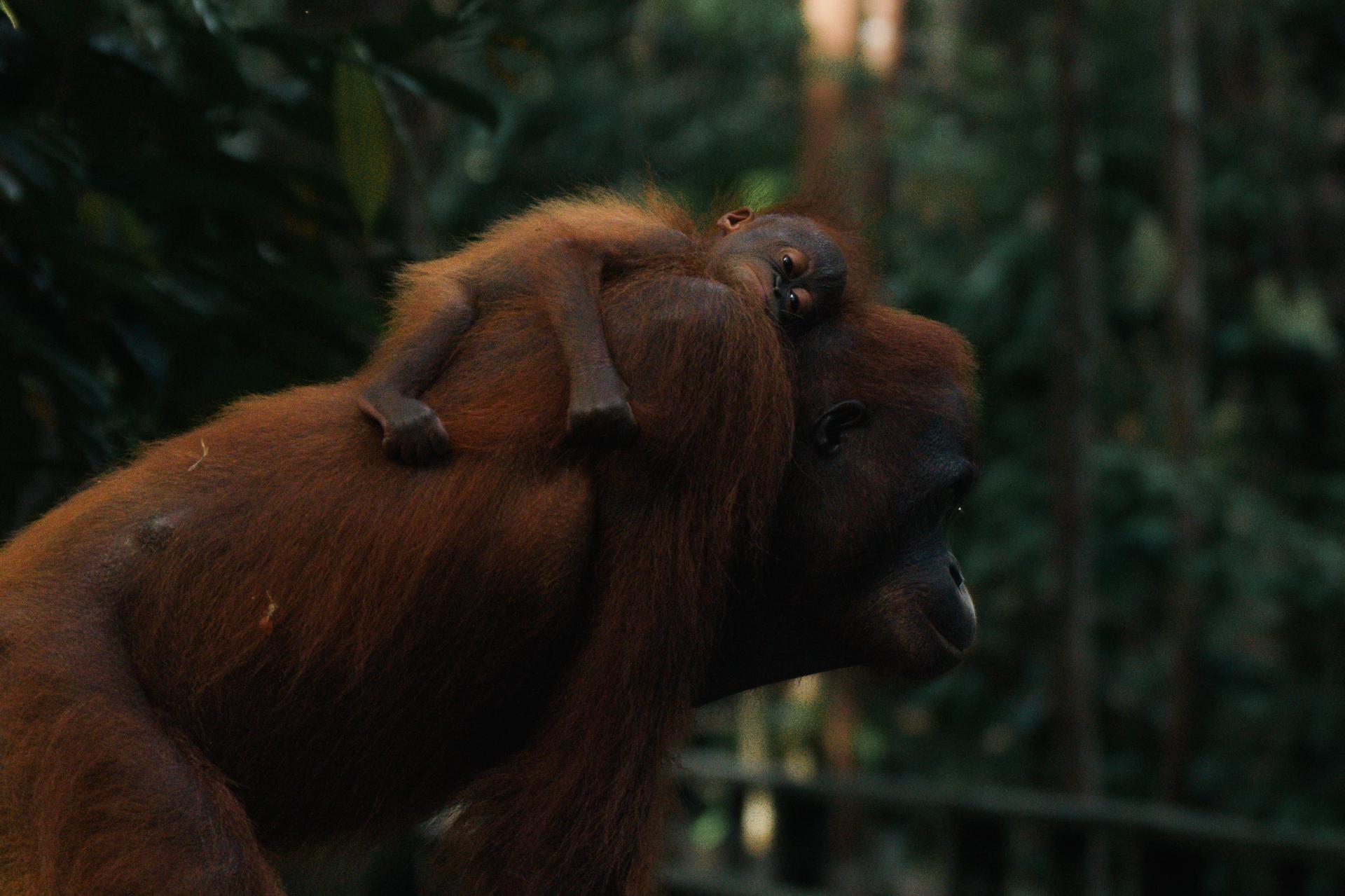 Global Photography Awards Winner - Wonders of Borneo