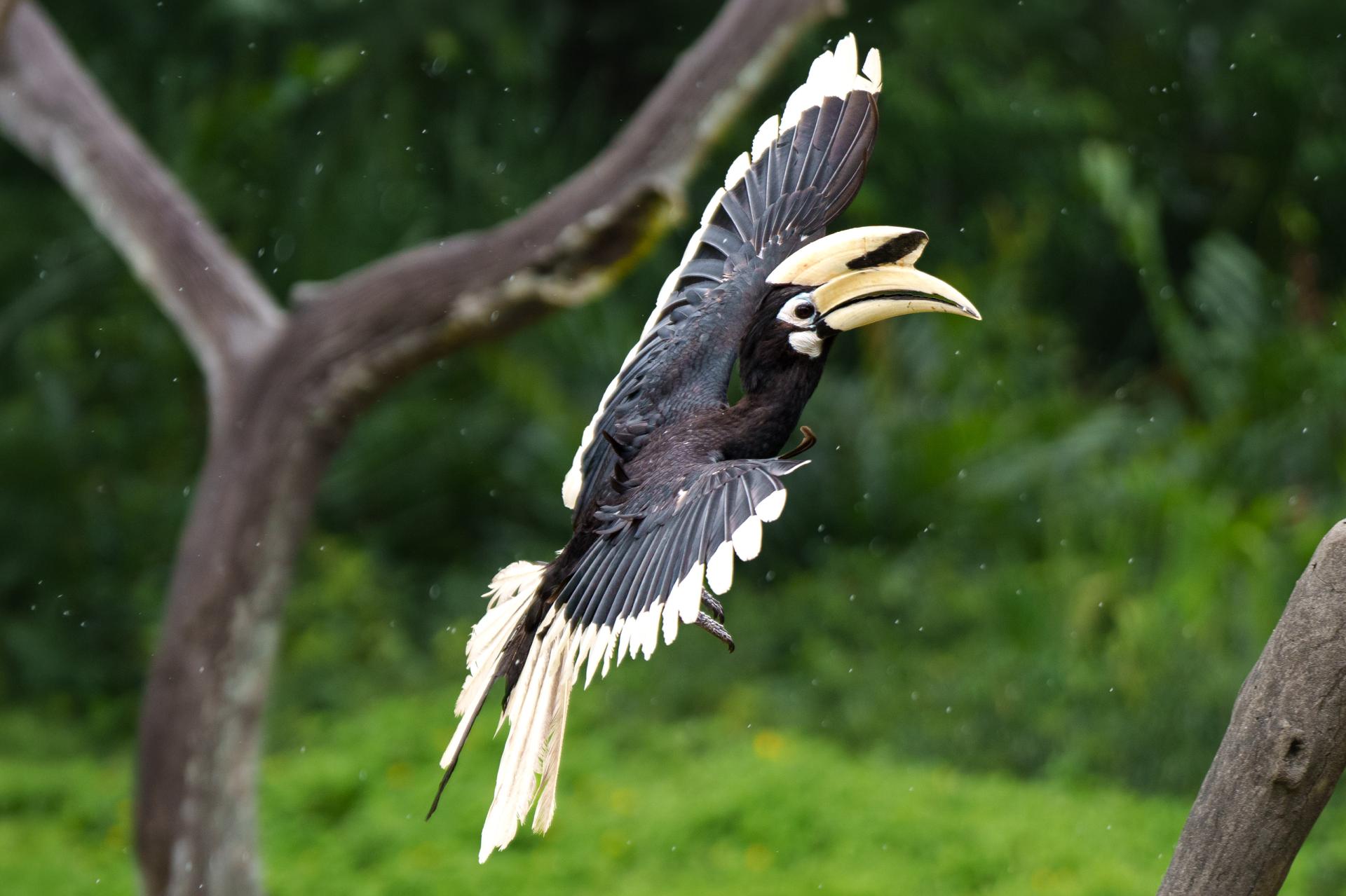 Global Photography Awards Winner - Wonders of Borneo