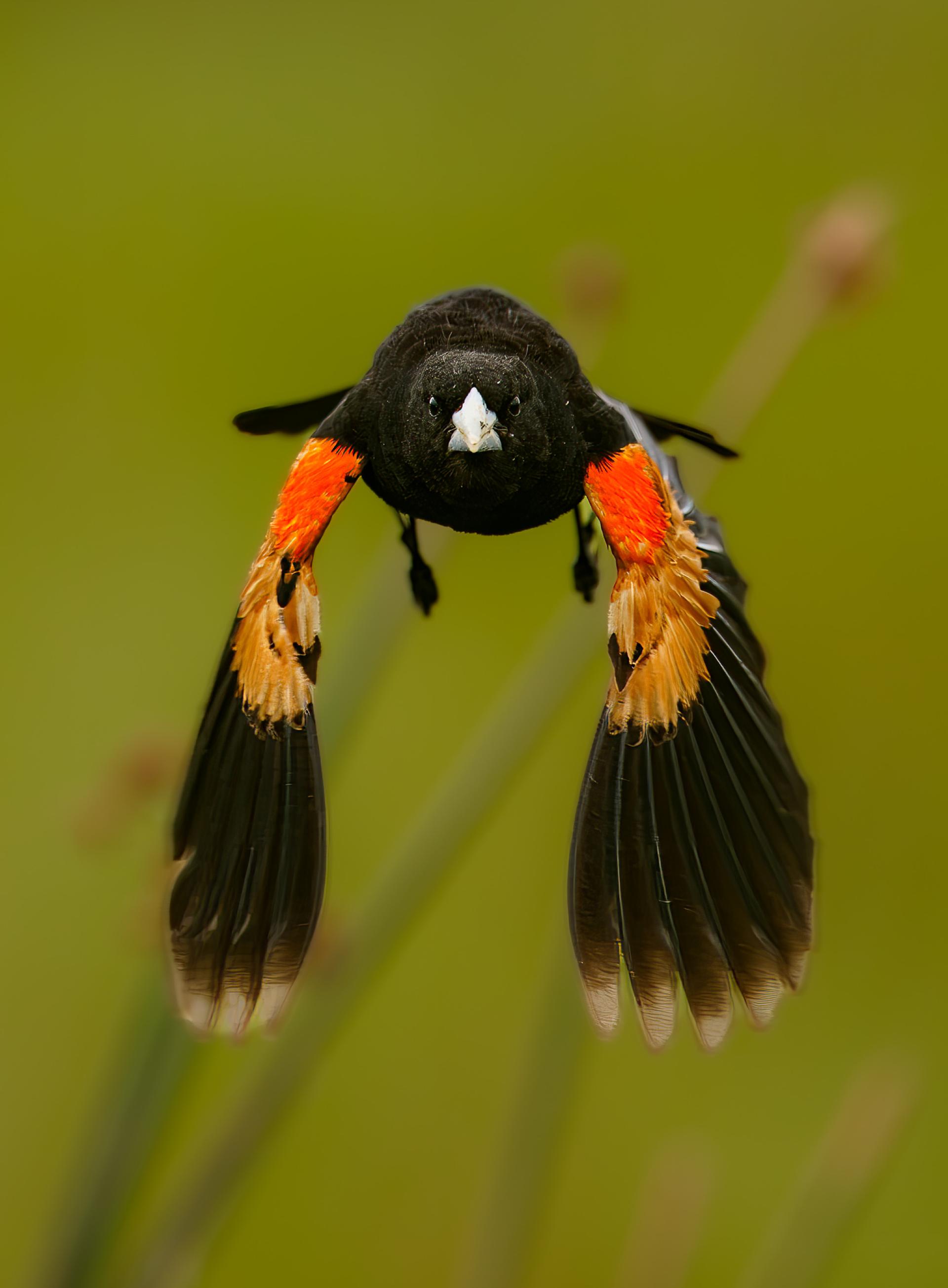 Global Photography Awards Winner - Head On