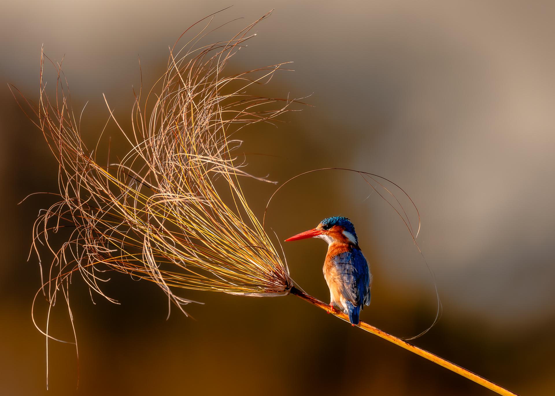 Global Photography Awards Winner - Papyrus