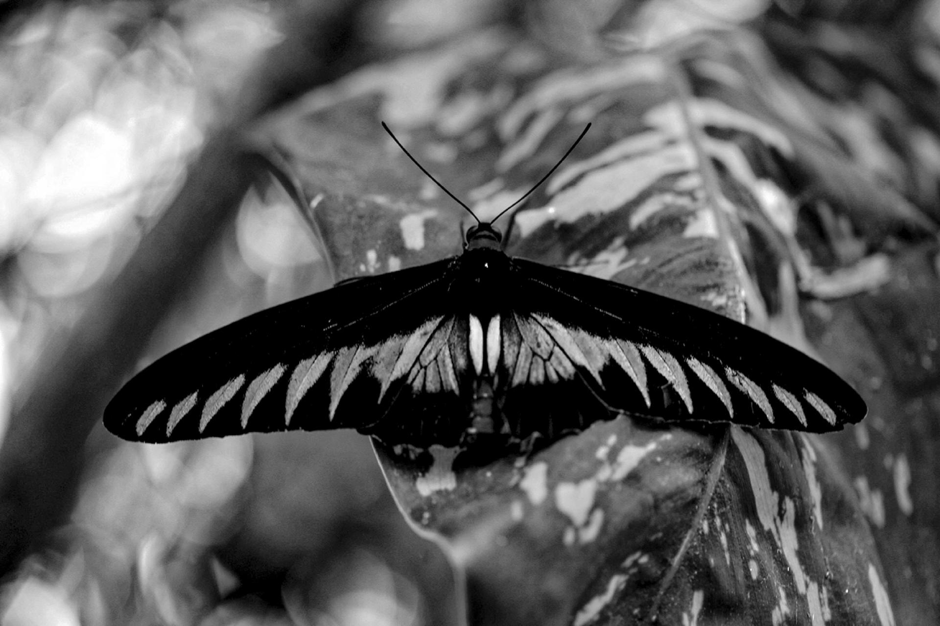Global Photography Awards Winner - FLIGHT