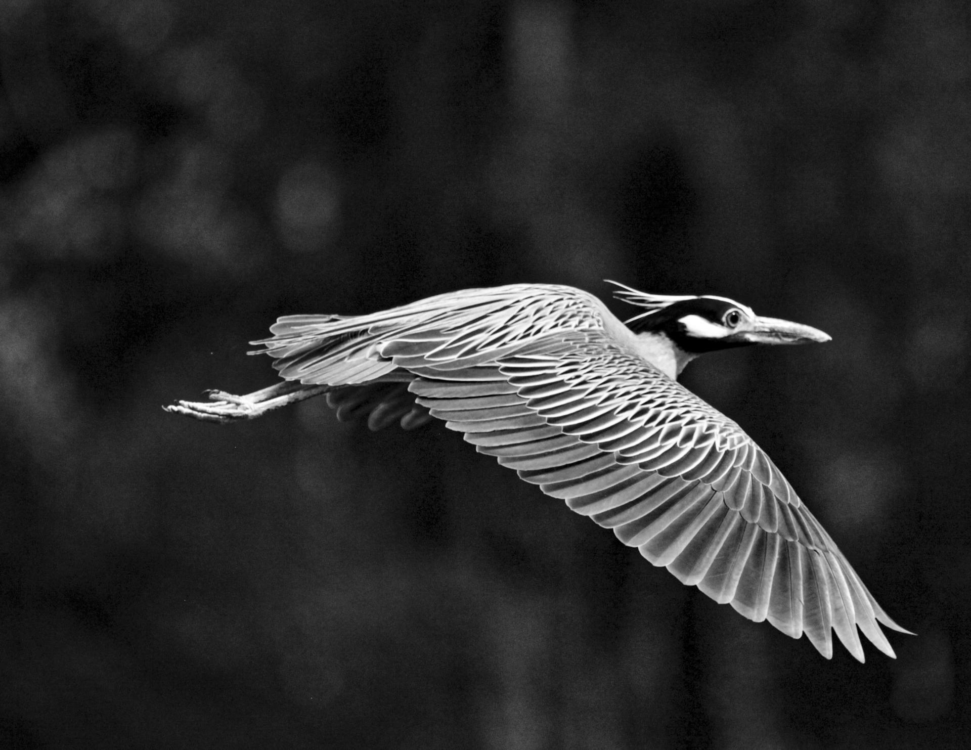 Global Photography Awards Winner - FLIGHT