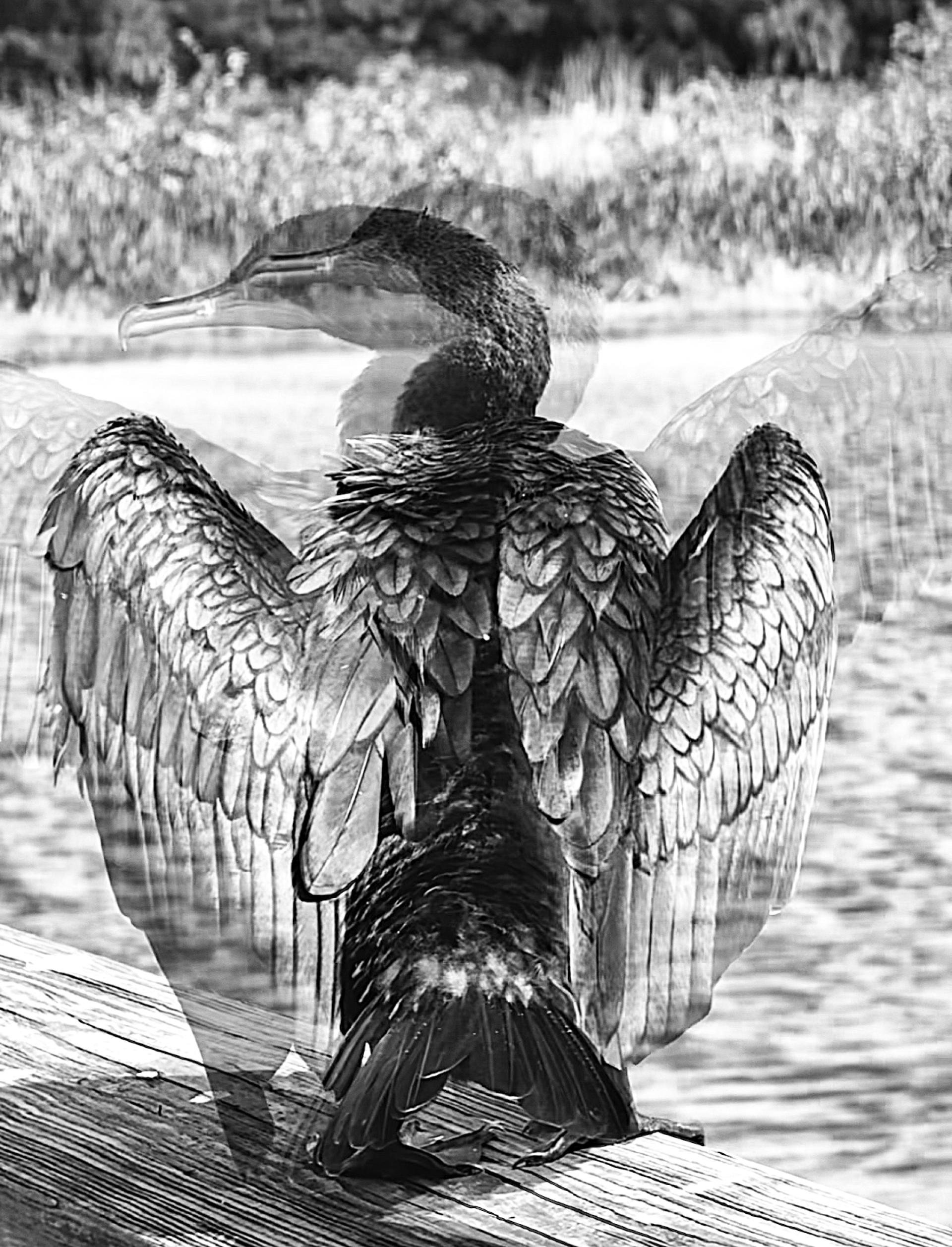Global Photography Awards Winner - FLIGHT