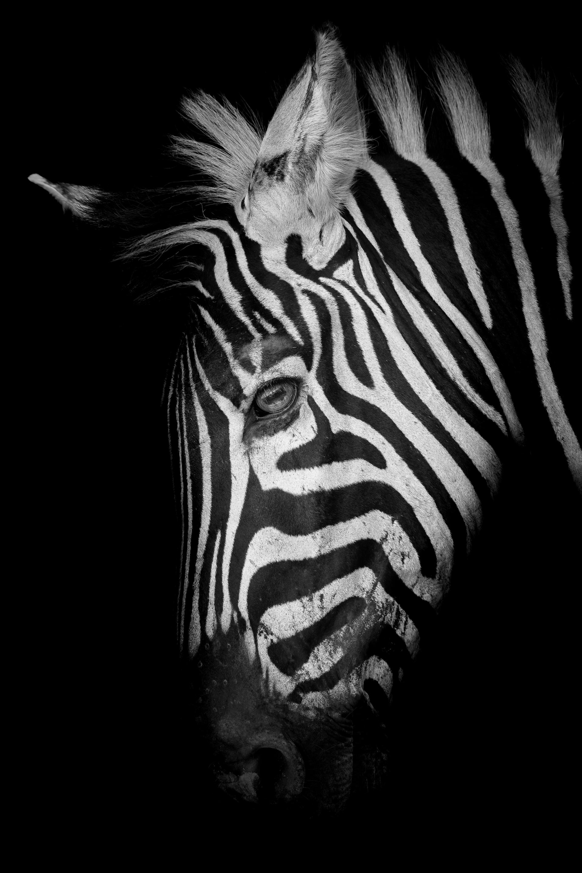 Global Photography Awards Winner - Zebra in Kruger National Park