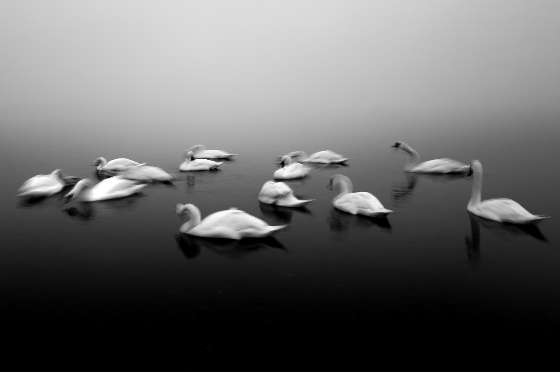 Global Photography Awards Winner - Study of swans