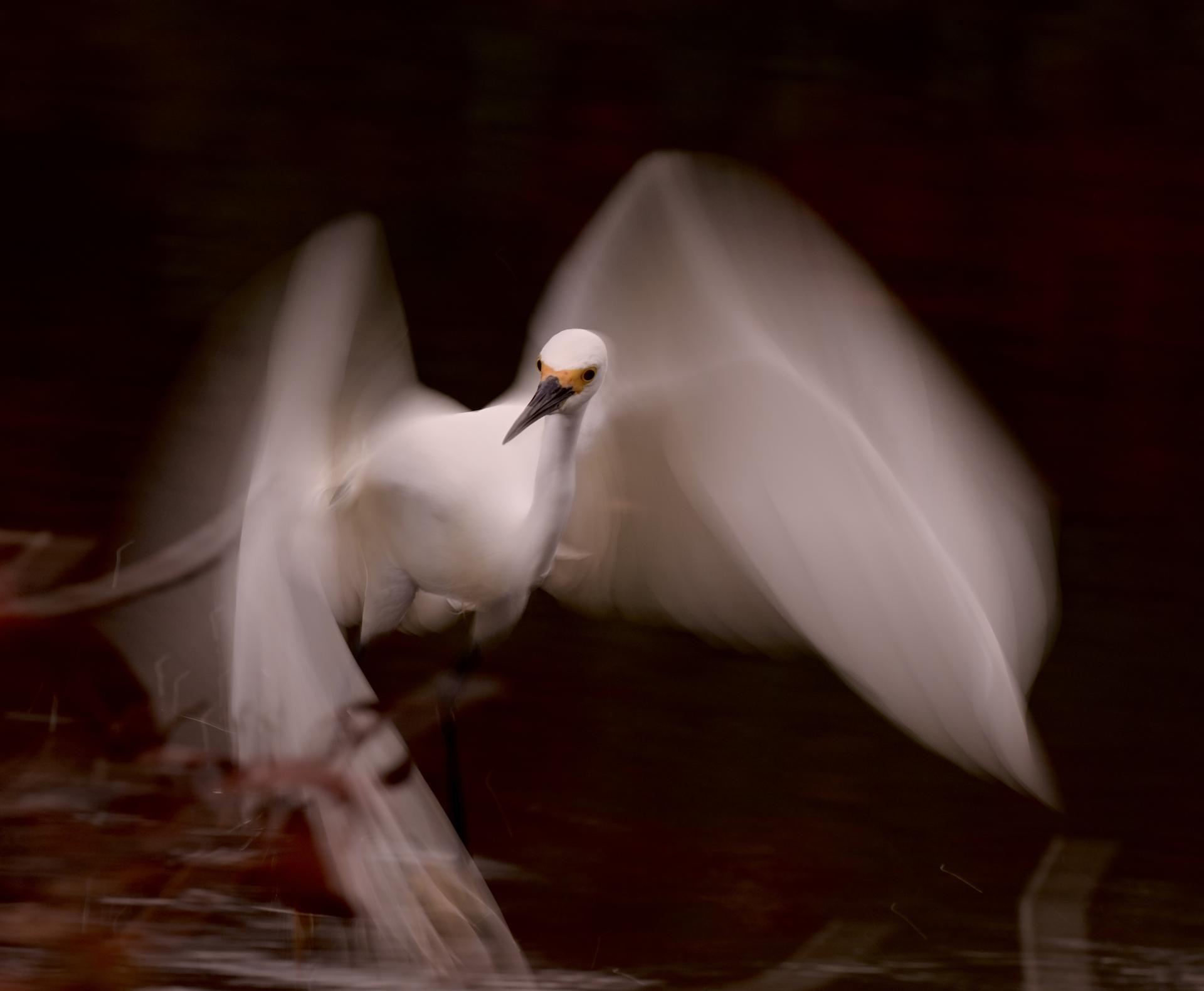 Global Photography Awards Winner - Snowy Egret in Motion
