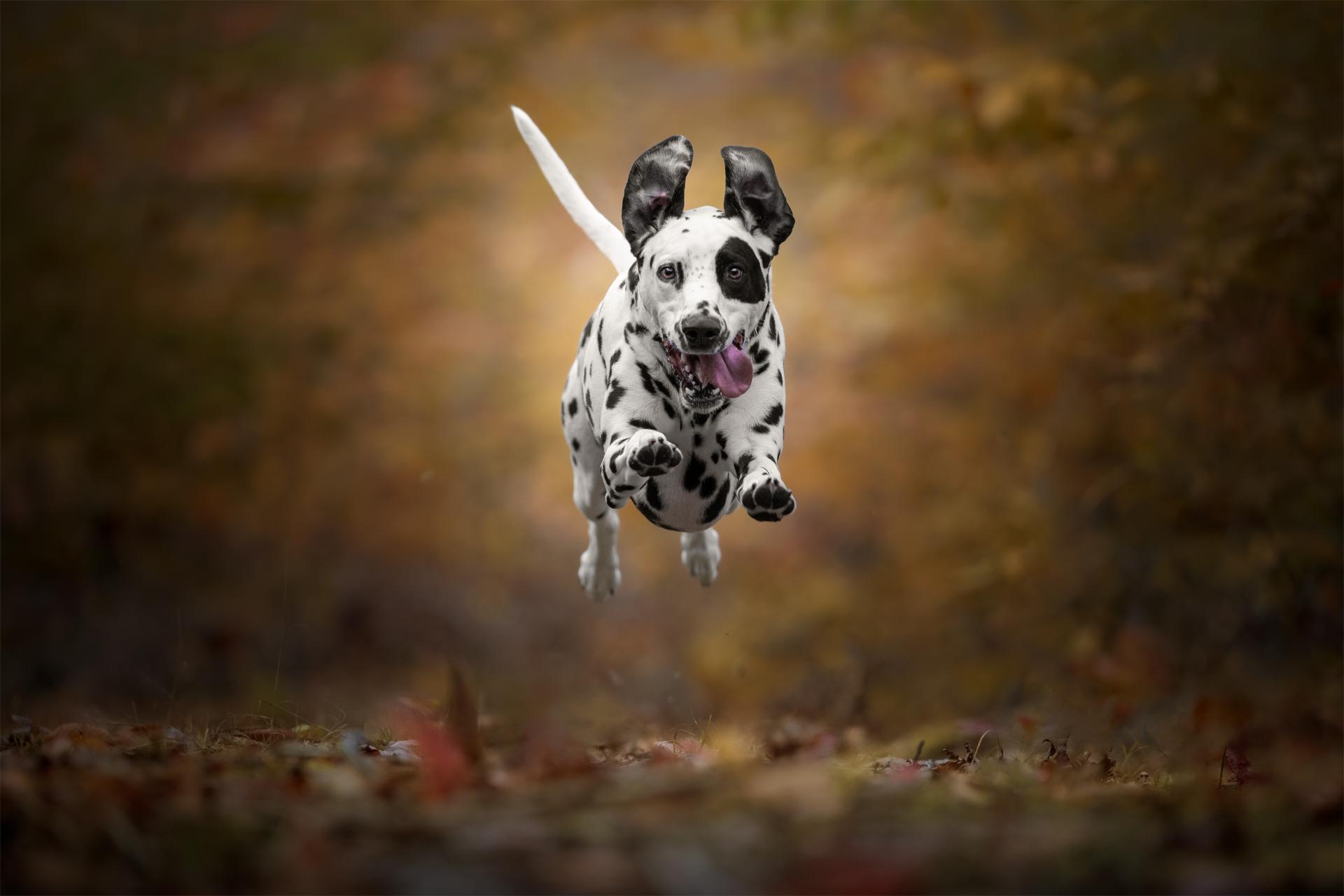 Global Photography Awards Winner - Autumn Air