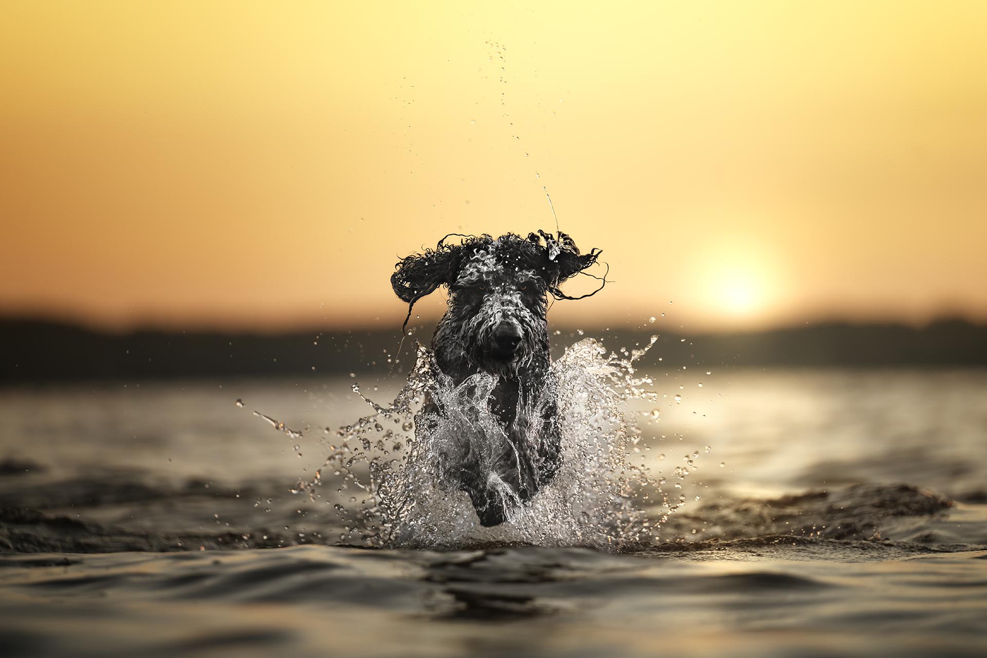 Global Photography Awards Winner - Sun Kissed Splash
