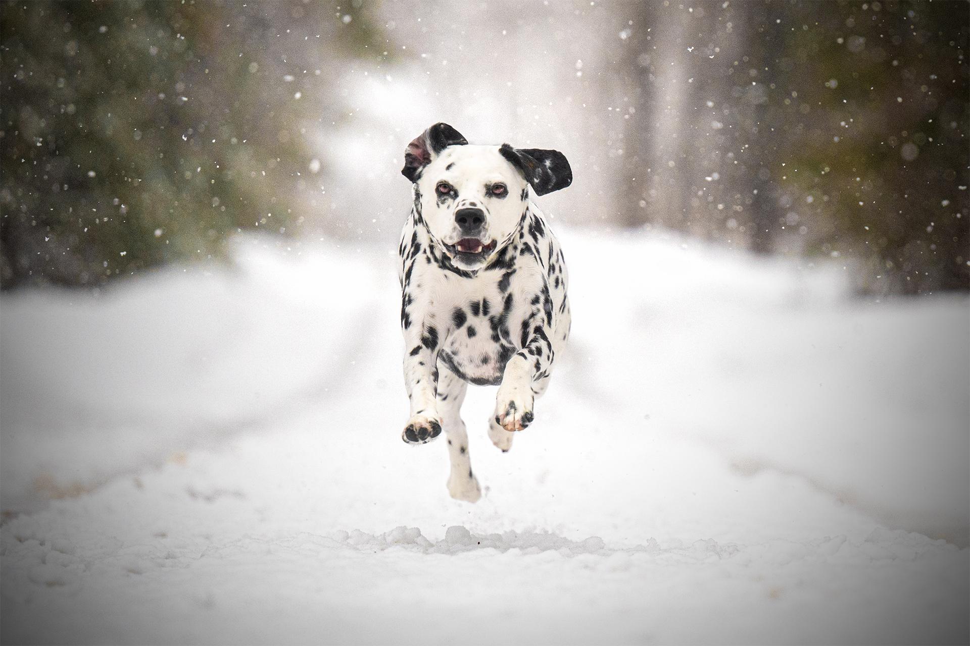 Global Photography Awards Winner - Snow Fall Sass