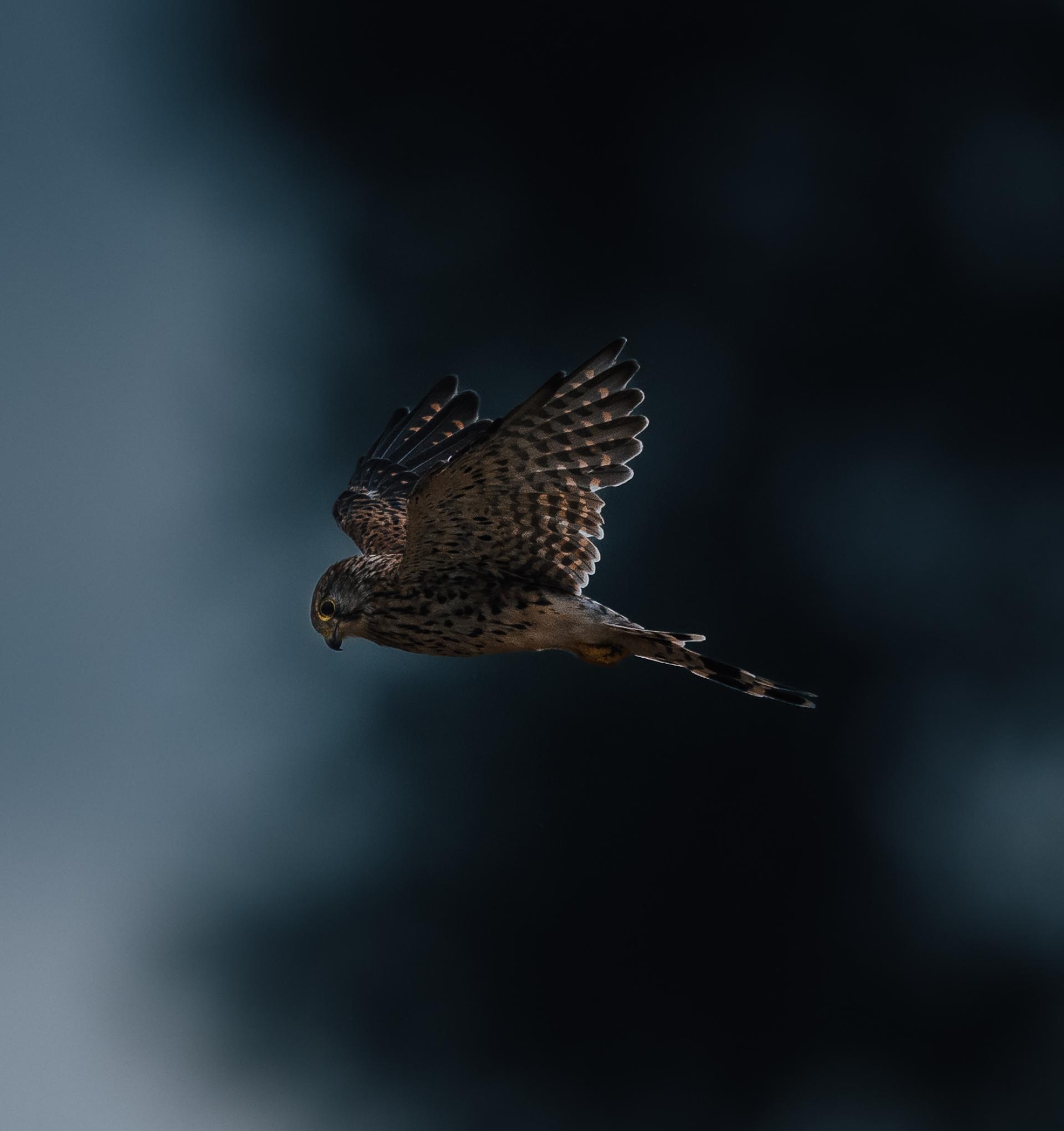 Global Photography Awards Winner - Where Darkness meets Light