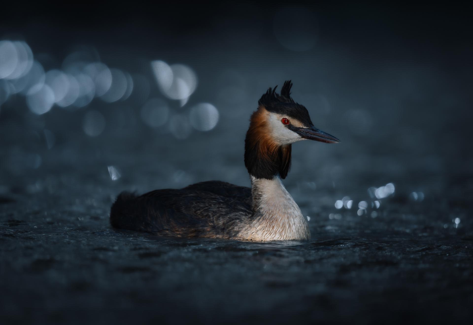 Global Photography Awards Winner - Where Darkness meets Light