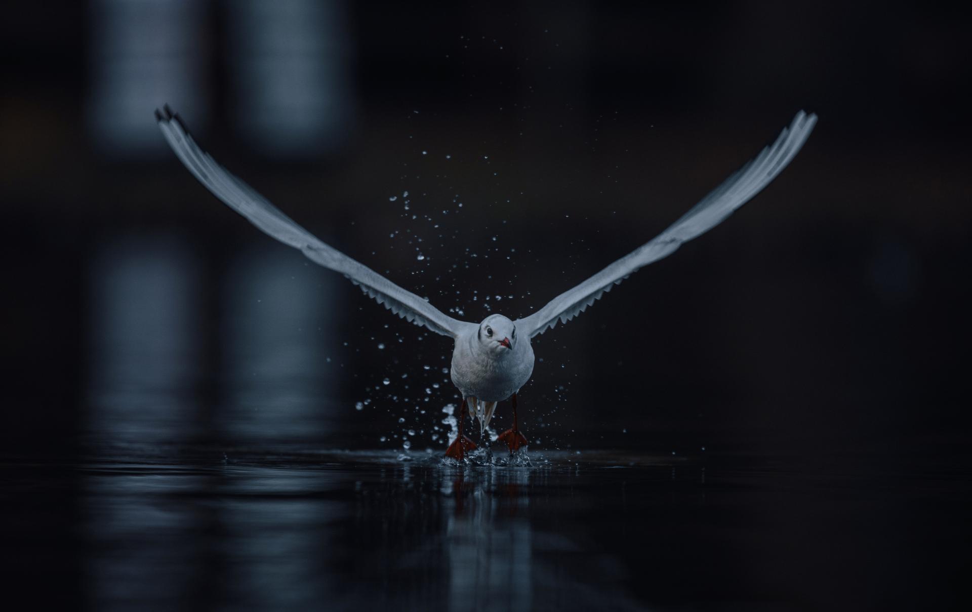 Global Photography Awards Winner - Where Darkness meets Light