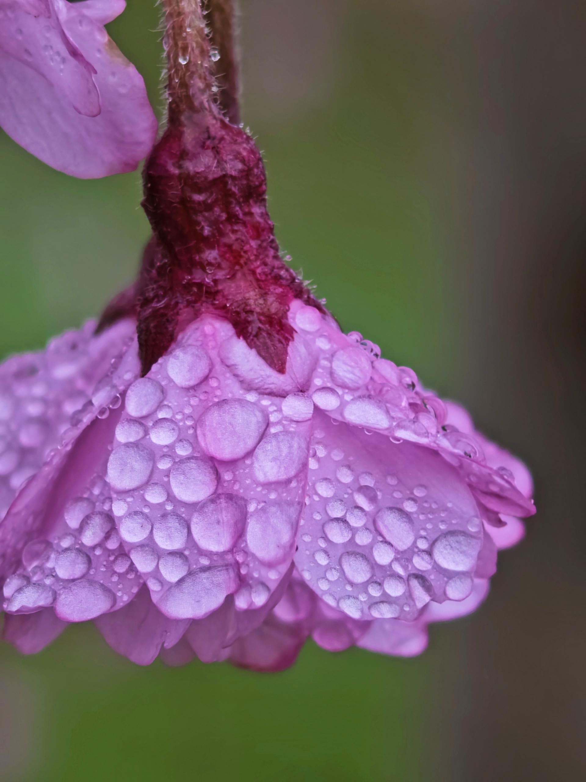 Global Photography Awards Winner - Cherry Blossoms After Rains