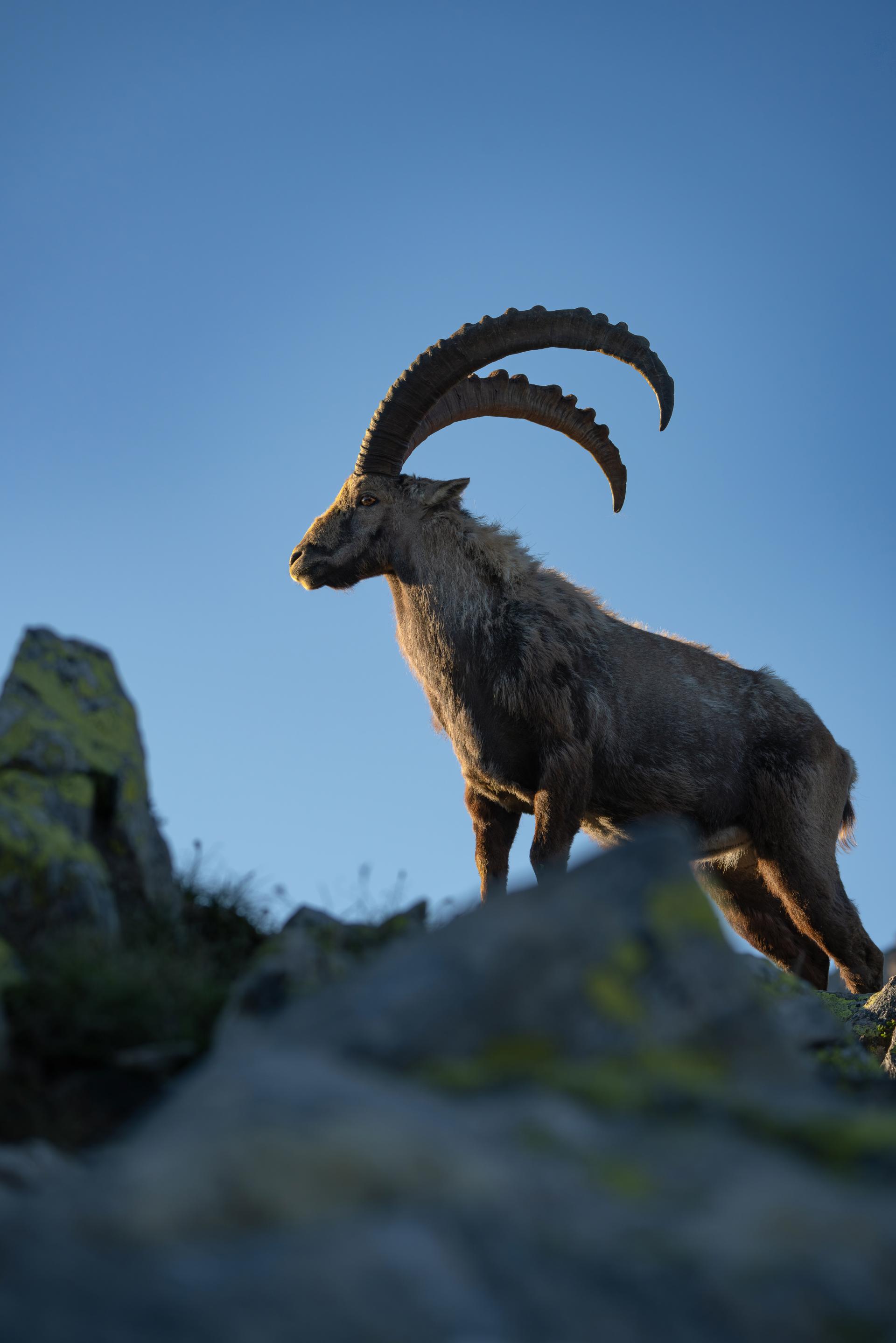 Global Photography Awards Winner - Golden Solitude