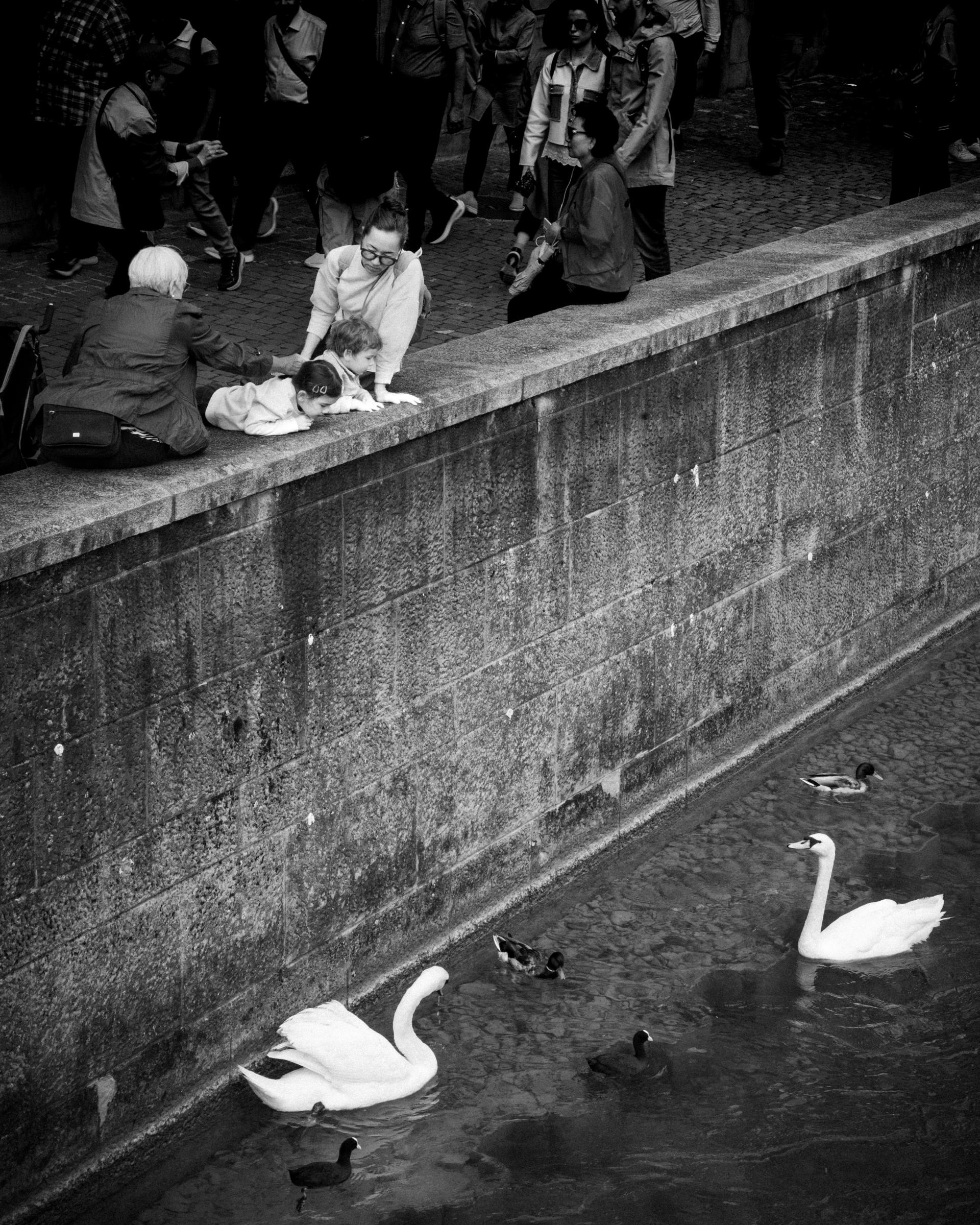 Global Photography Awards Winner - Eyes on the Swan, Eyes on Them