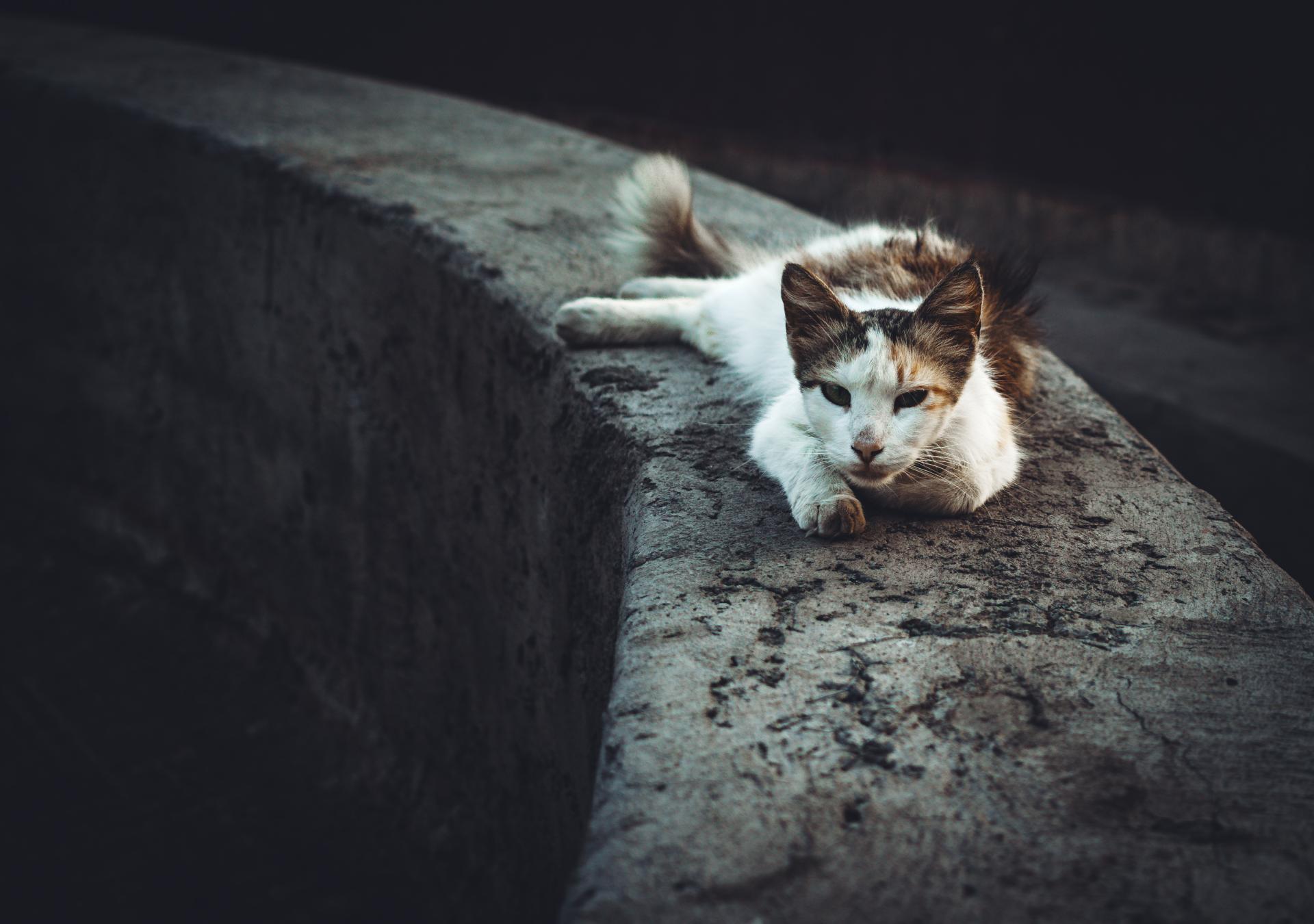 Global Photography Awards Winner - The King of the Concrete Jungle